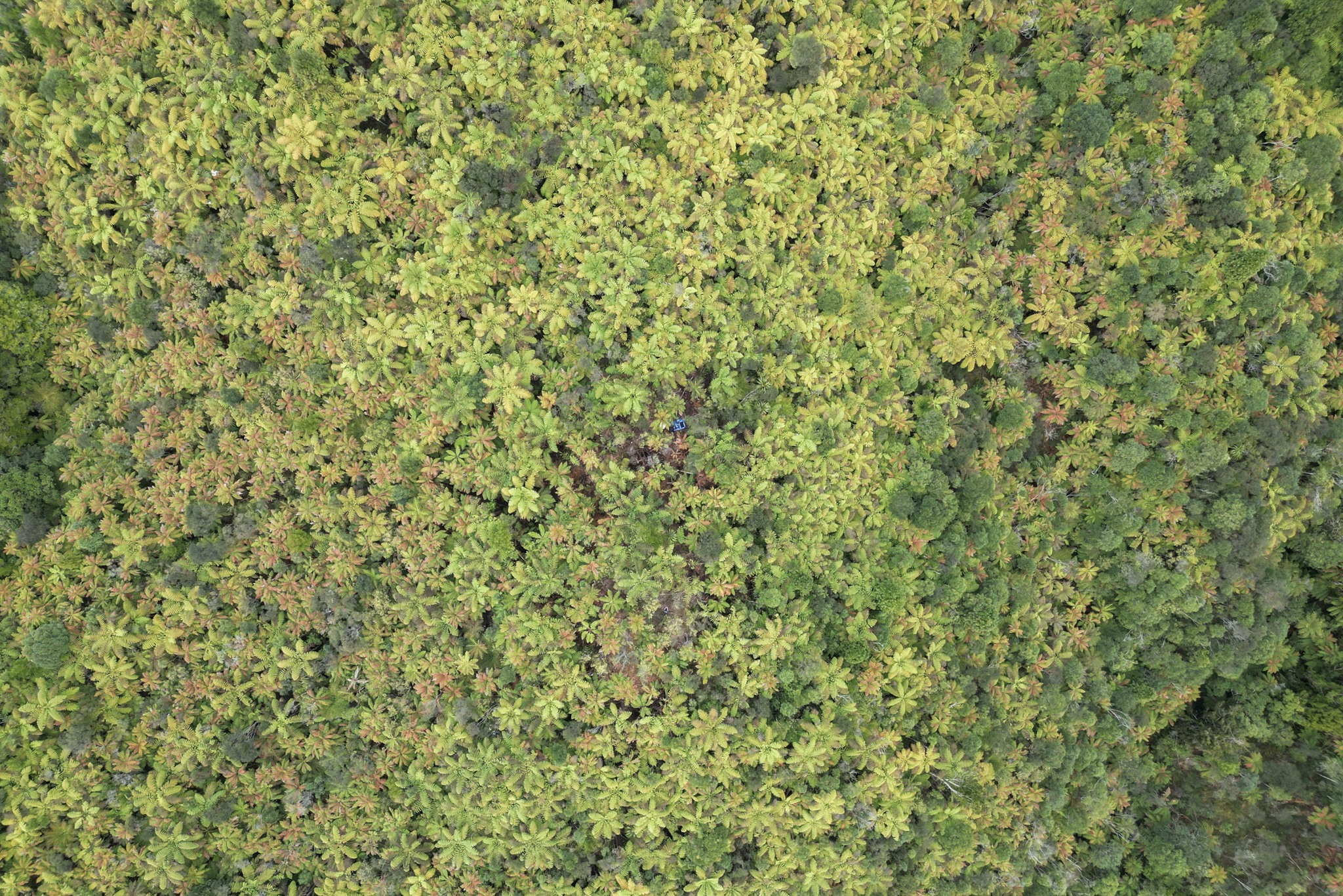 Skrivališče Toma Phillipsa