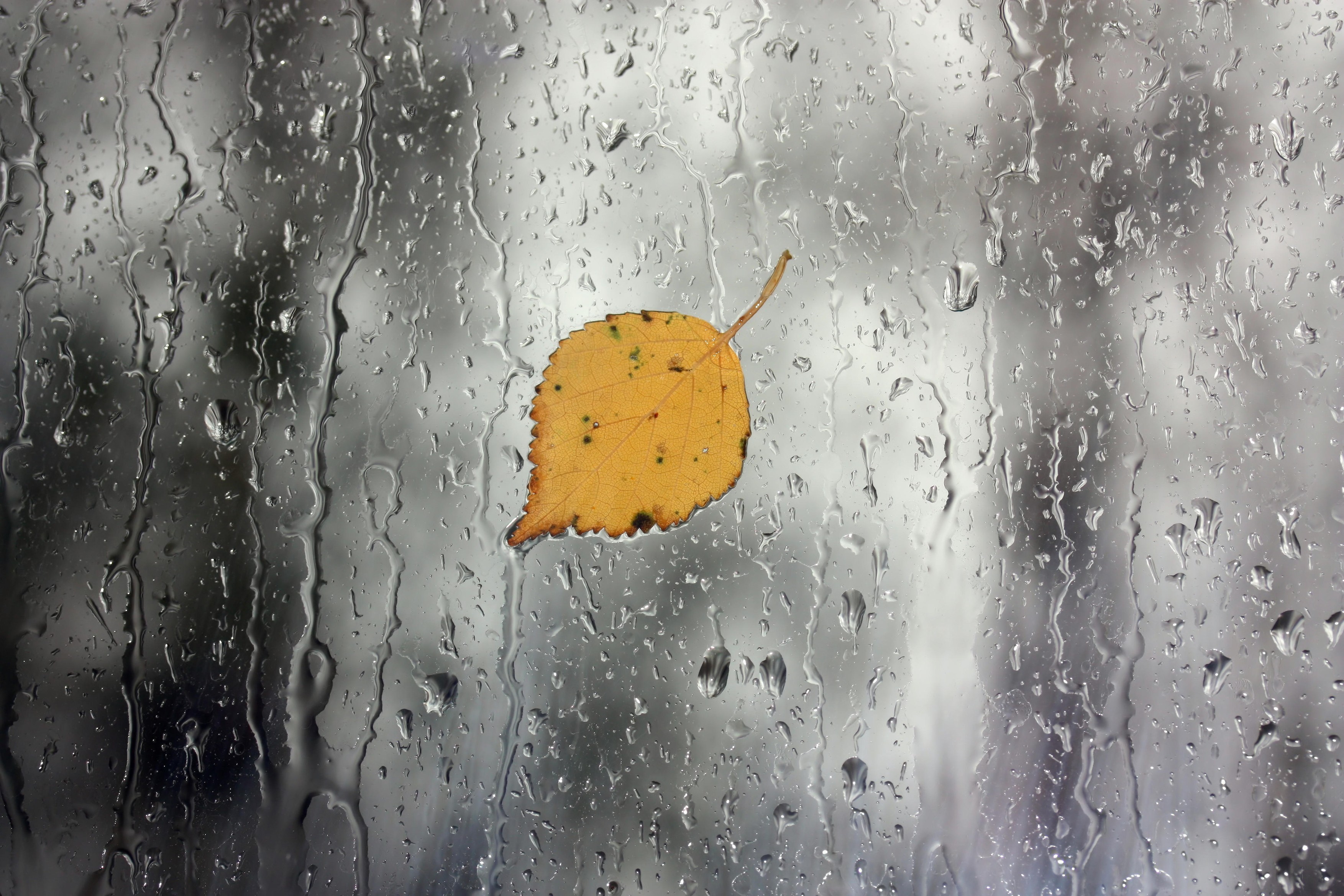 Rain on window with a single yellow leaf in the center,Image: 311977887, License: Royalty-free, Restrictions: , Model Release: no