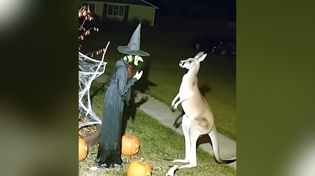 posnetek iz Avstralije, ko kenguru sreča lutko čarovnice za Halloween