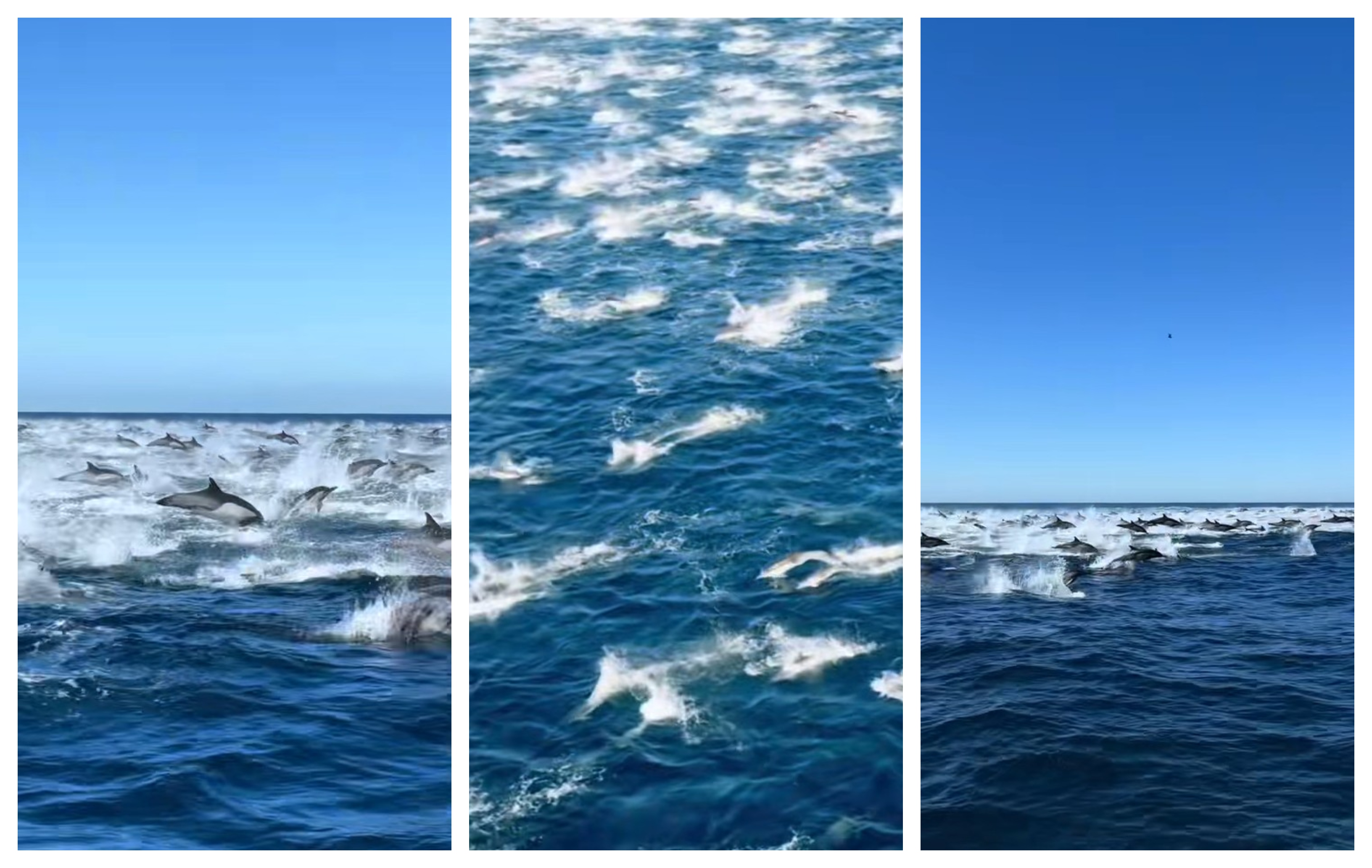 stampedo delfinov, ki bežijo pred orkami v Tihem oceanu pred Kalifornijo