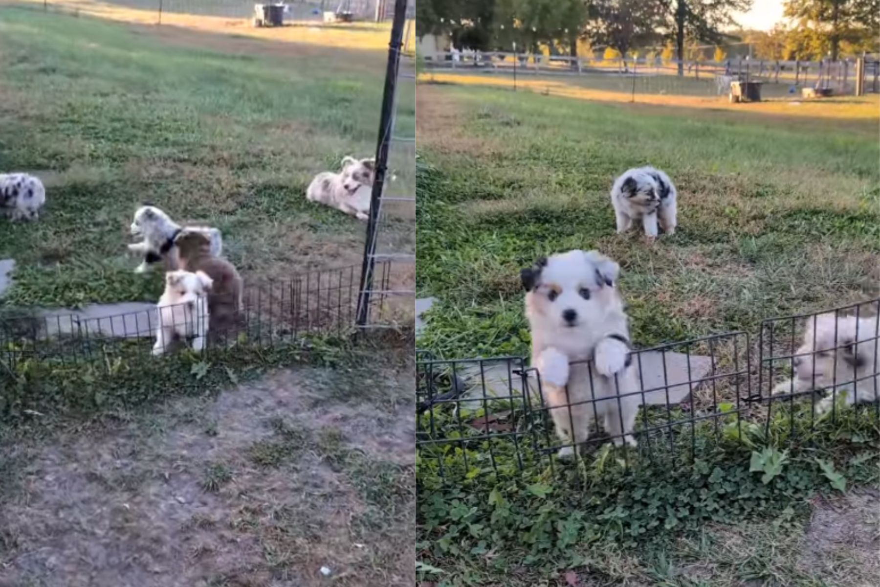 Kužki pasme avstralski ovčar