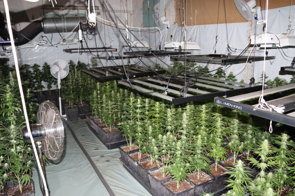 Na območju Kozjega zasegli večjo količino konoplje