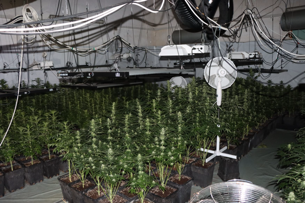 Na območju Kozjega zasegli večjo količino konoplje