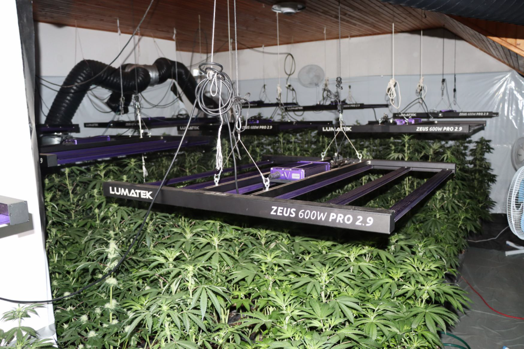 Na območju Kozjega zasegli večjo količino konoplje