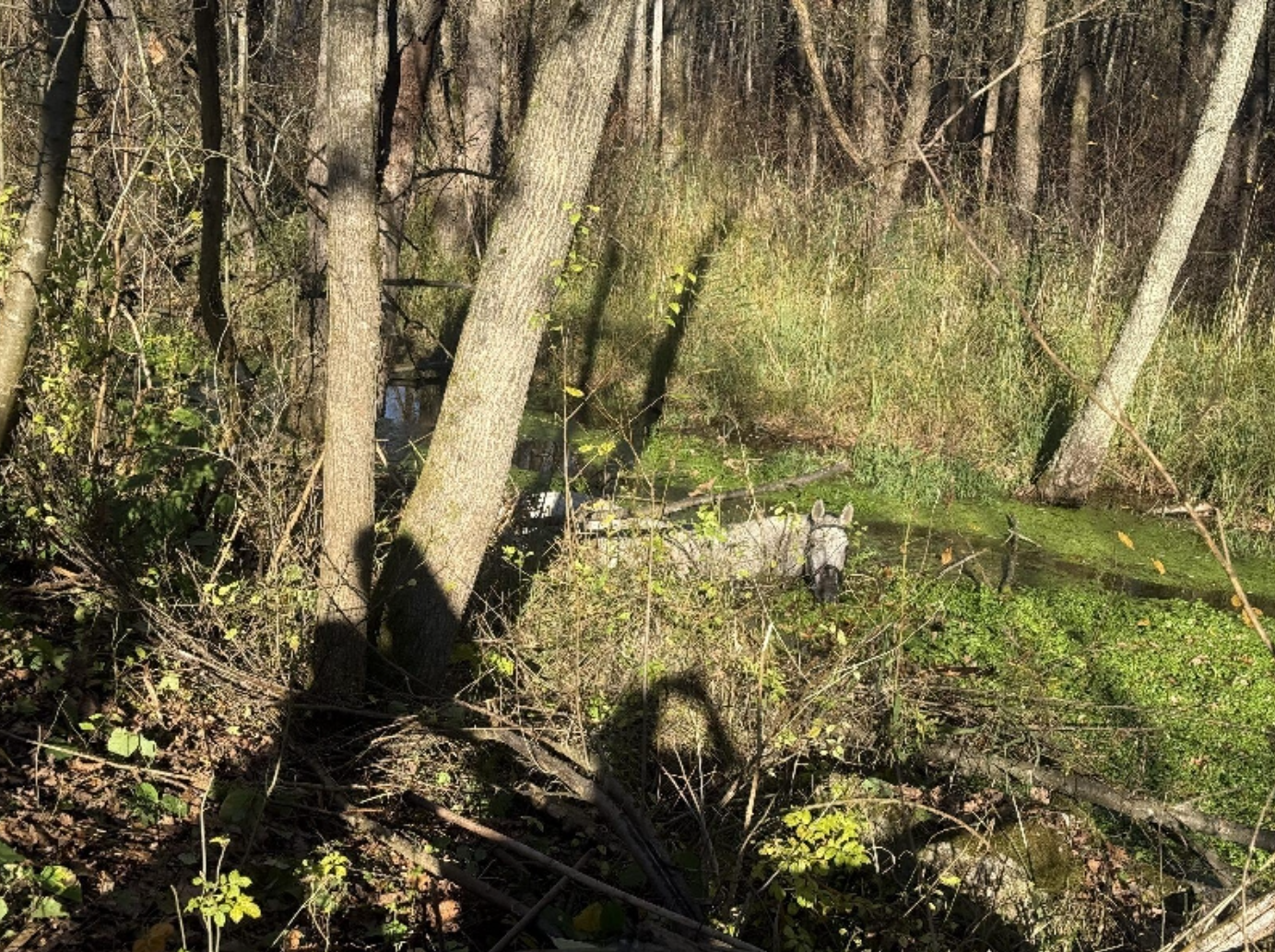 Reševalna akcija nasedlega konja