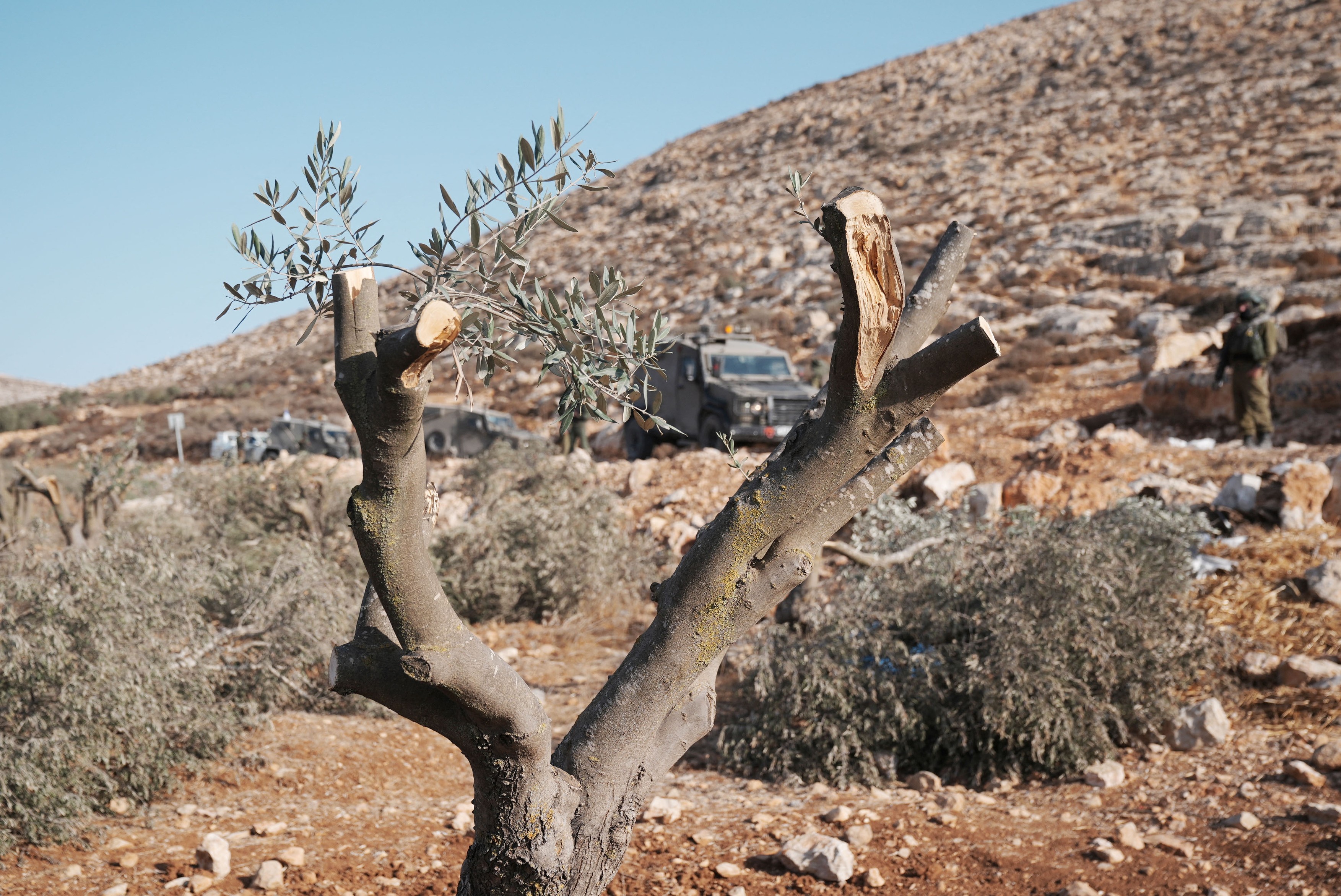 RAMALLAH, WEST BANK - OCTOBER 24: Palestinians continue their olive harvest under the shadow of attacks by both Israeli forces and settlers at the fields of Hirbet Abu Fellah in Ramallah, West Bank on October 24, 2025