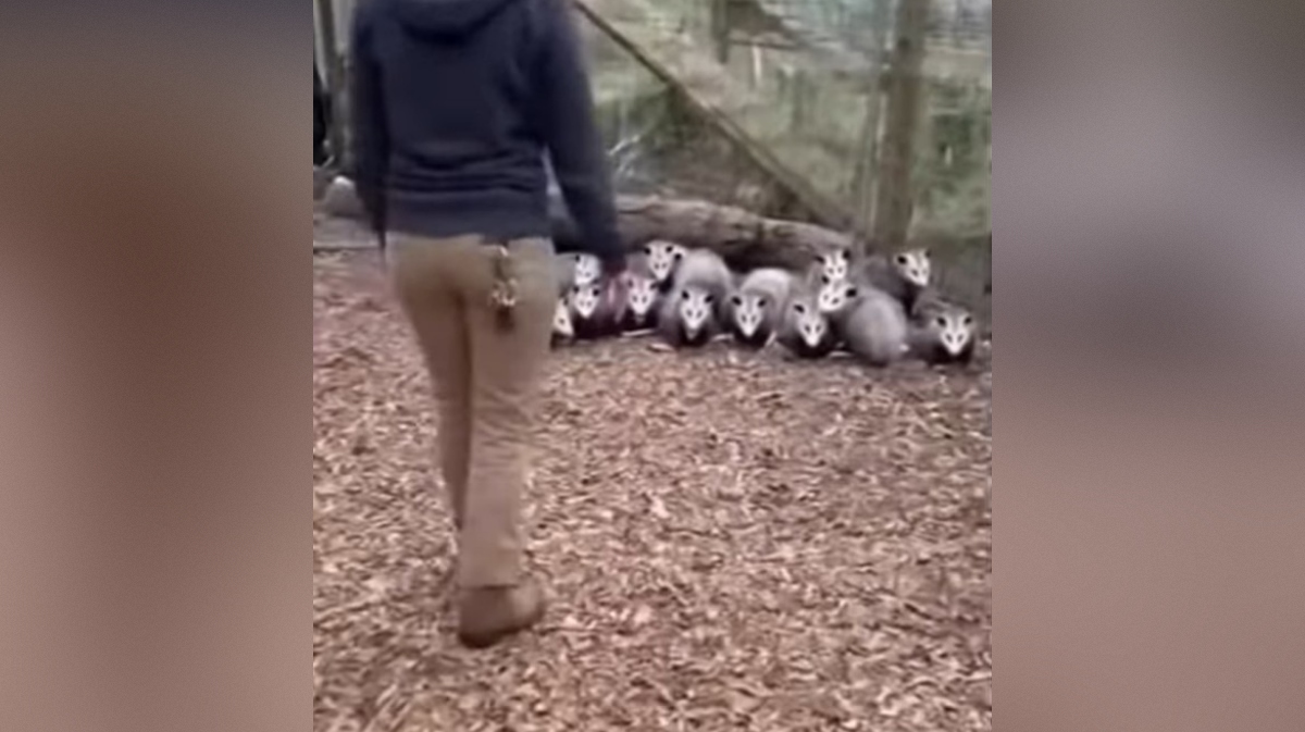 oposumi Foto Zajem zaslona FACEBOOK