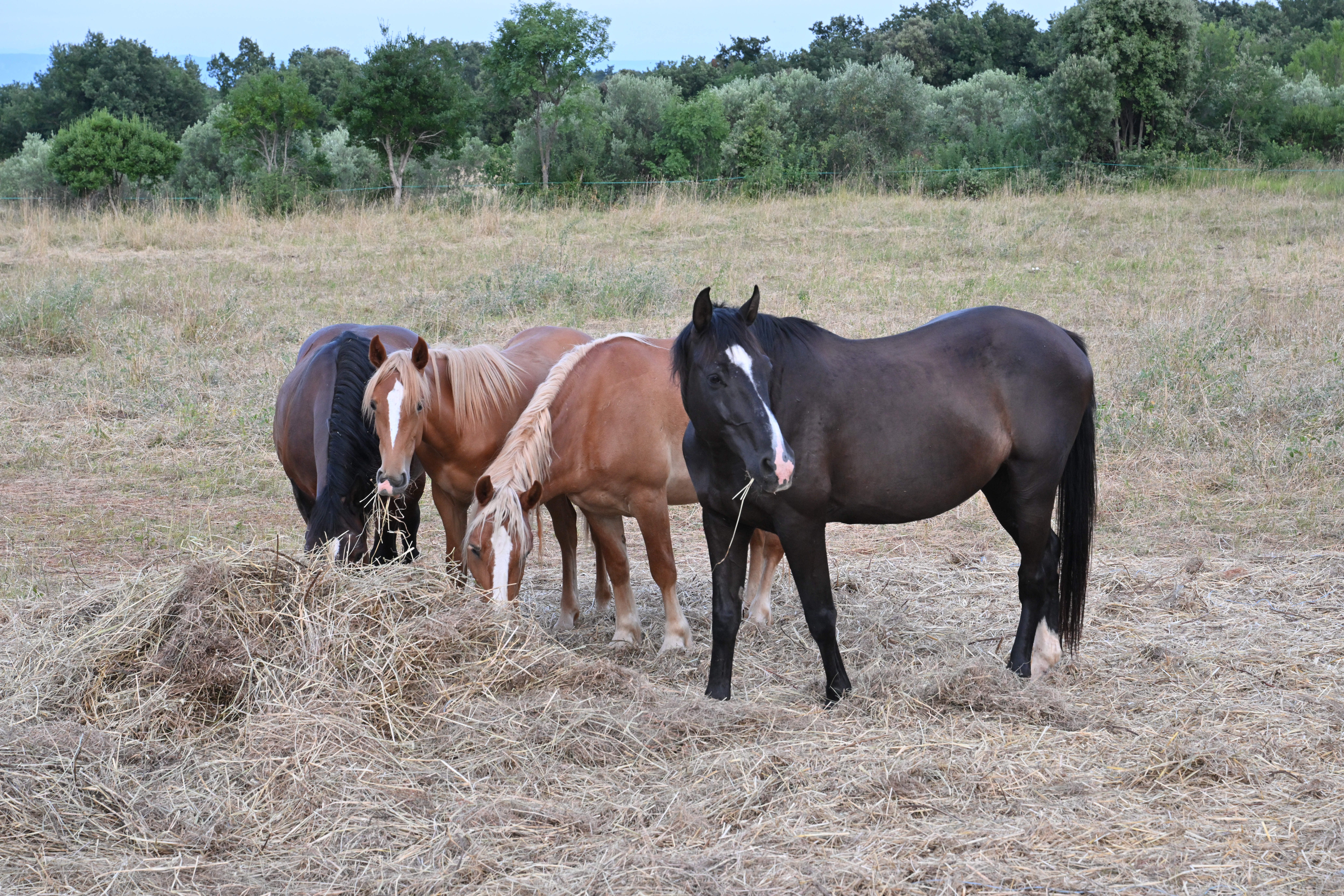 Hrvaška, Peruški, 23.06.2025, 23. junij 2025Konji na pašniku. Živali, moč, paša,Foto: Žiga Živulović jr./F.A.Bobo