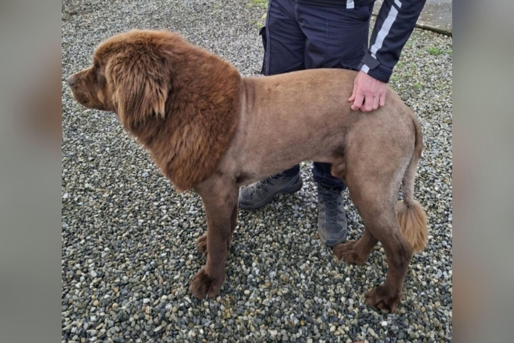 Na Irskem so v gozdu našli novofundlandskega psa