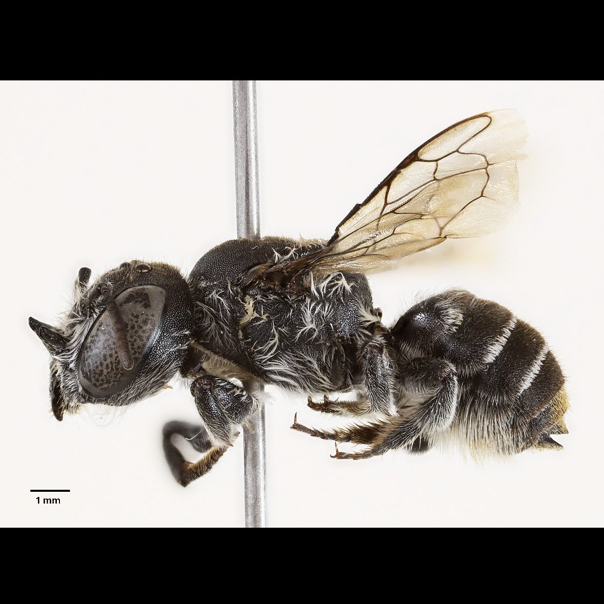 Čebela Megachile Lucifer