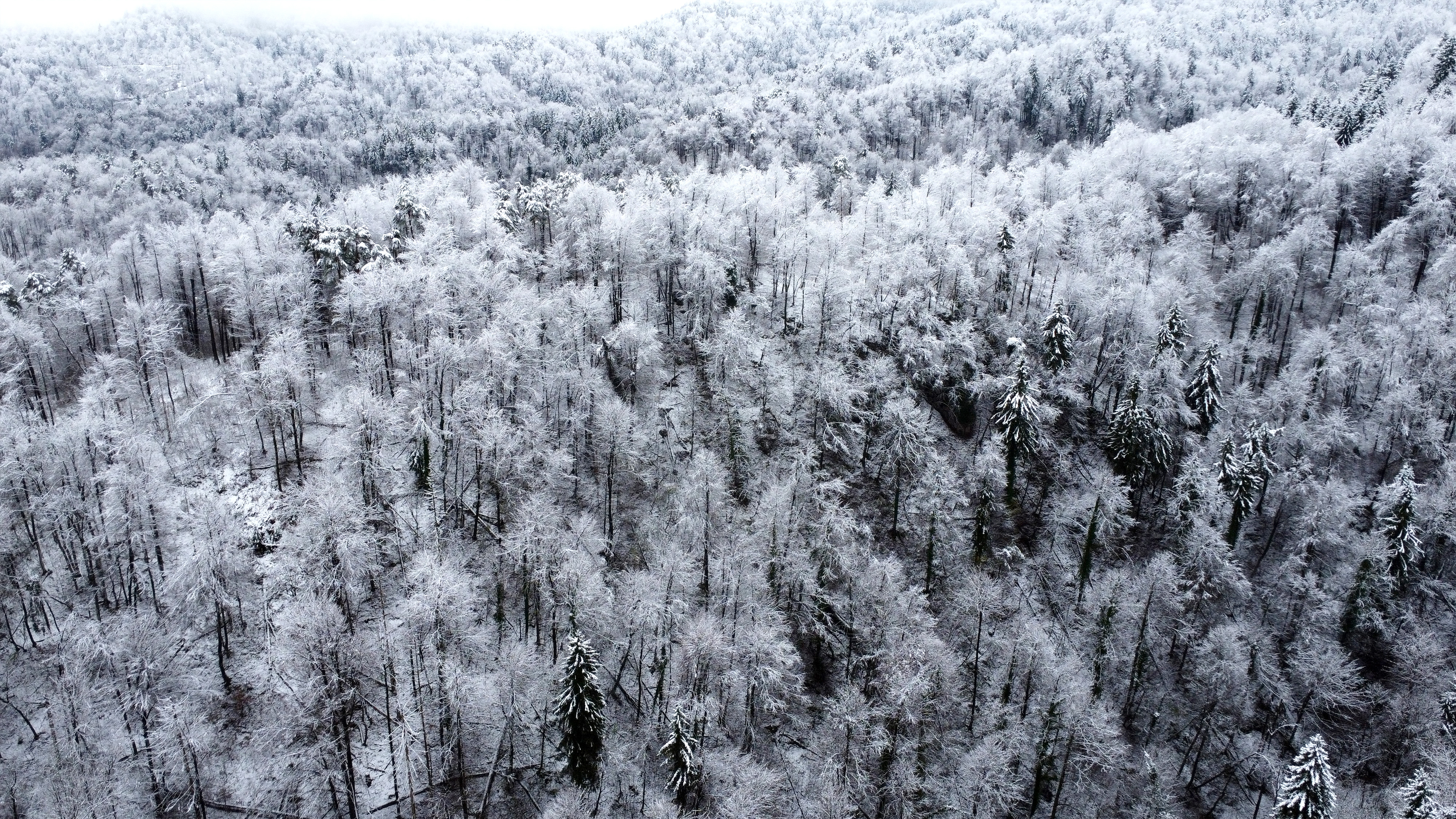 Slovenijo je pobelila snežna odeja