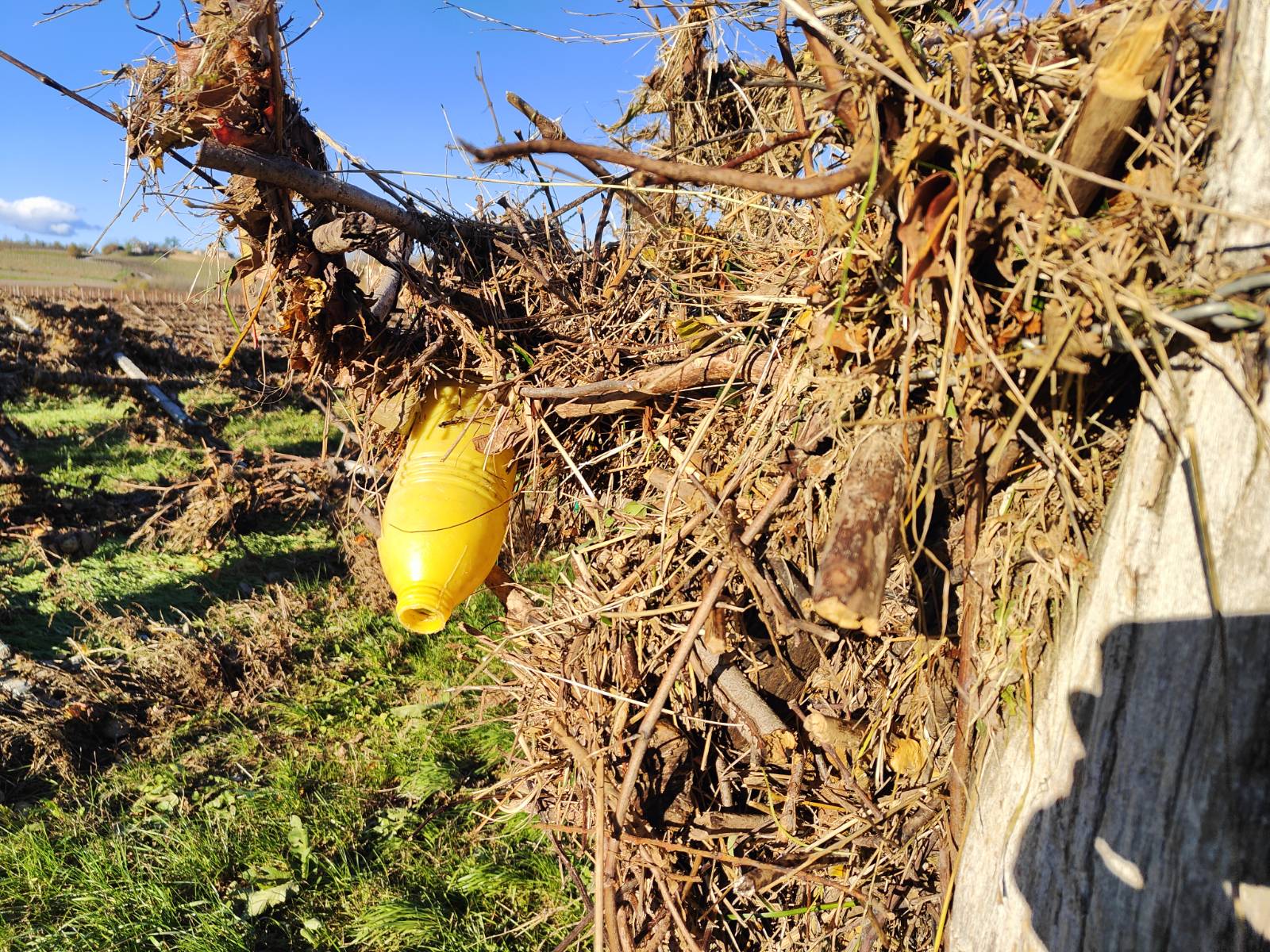 Trte, ki jih je uničila reka Reka.