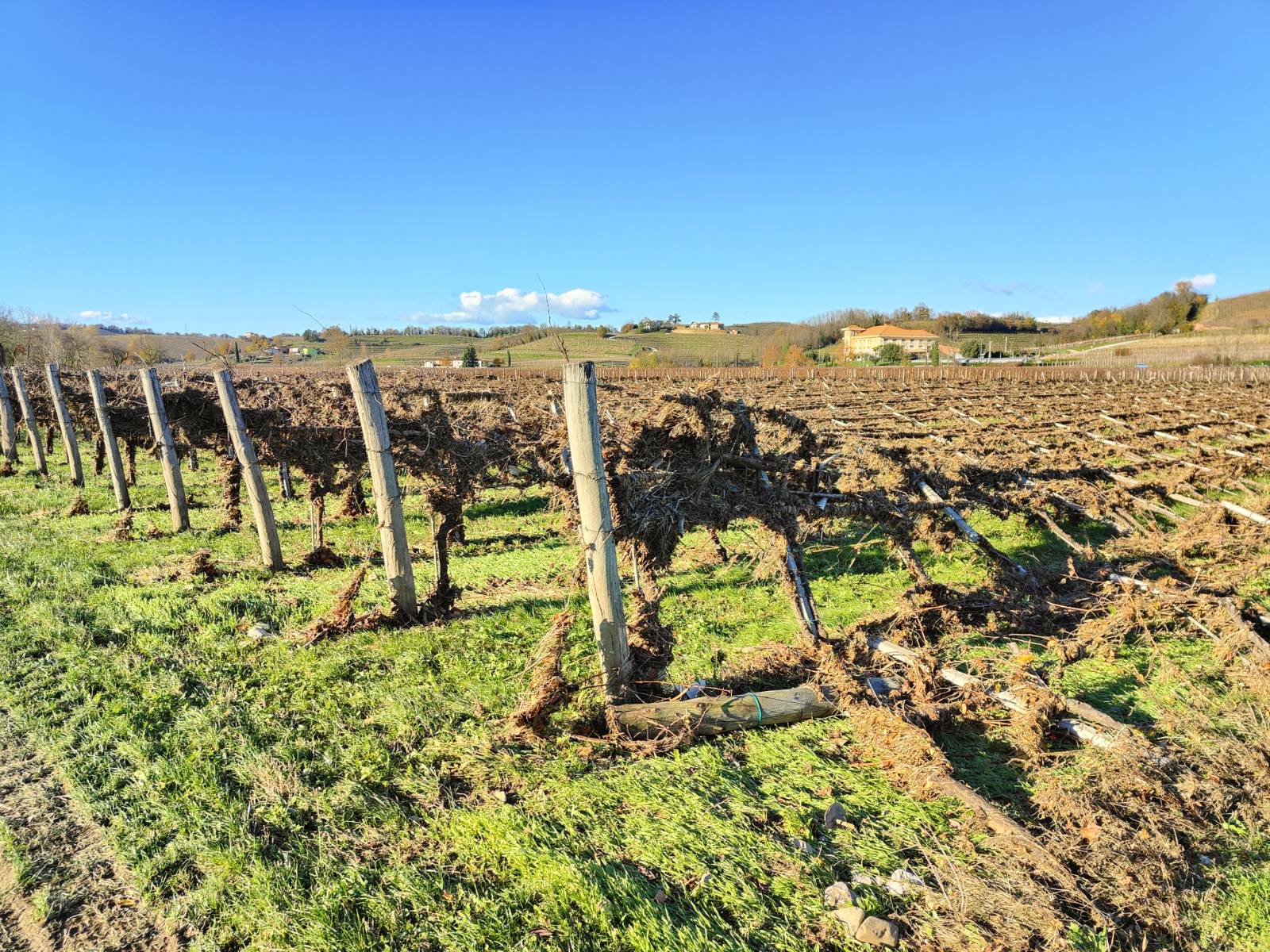 Trte, ki jih je uničila reka Reka