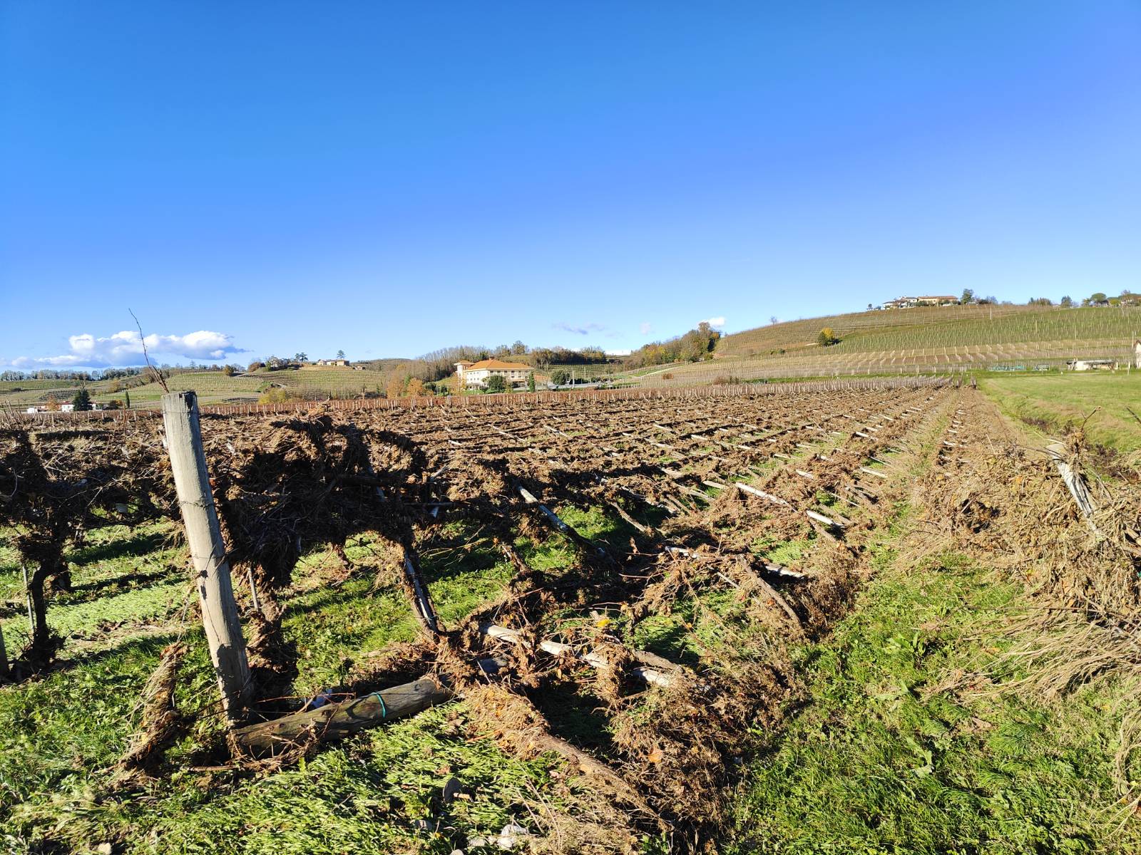 Trte, ki jih je uničila reka Reka.