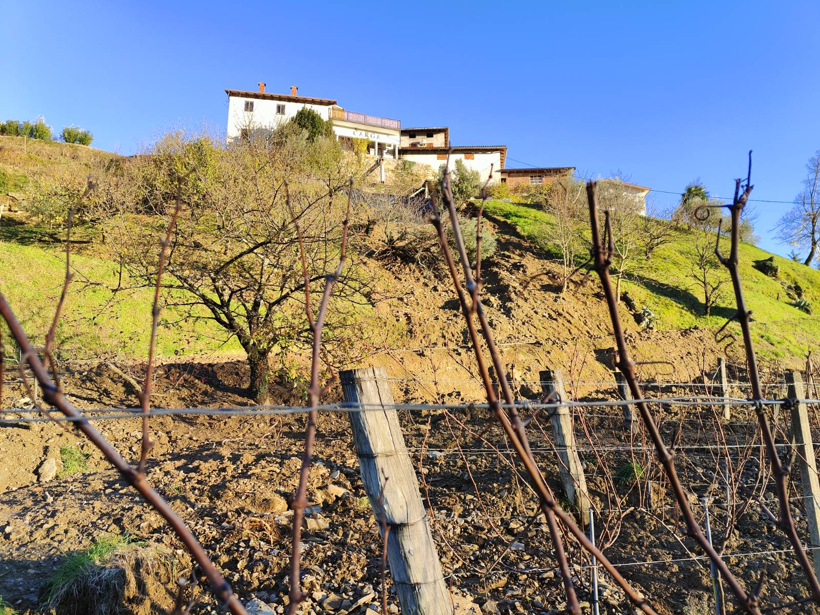 Trte, ki jih je uničila reka Reka.