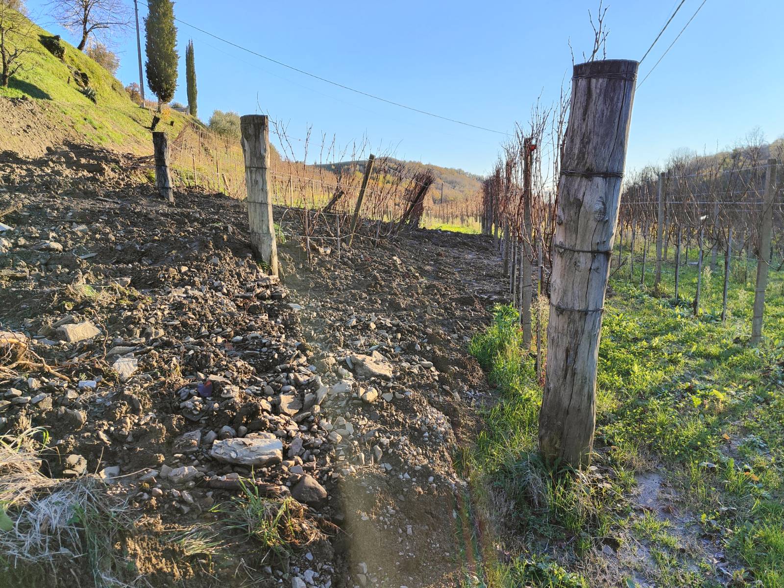 Posledice deževja na vinogradih v Goriških brdih