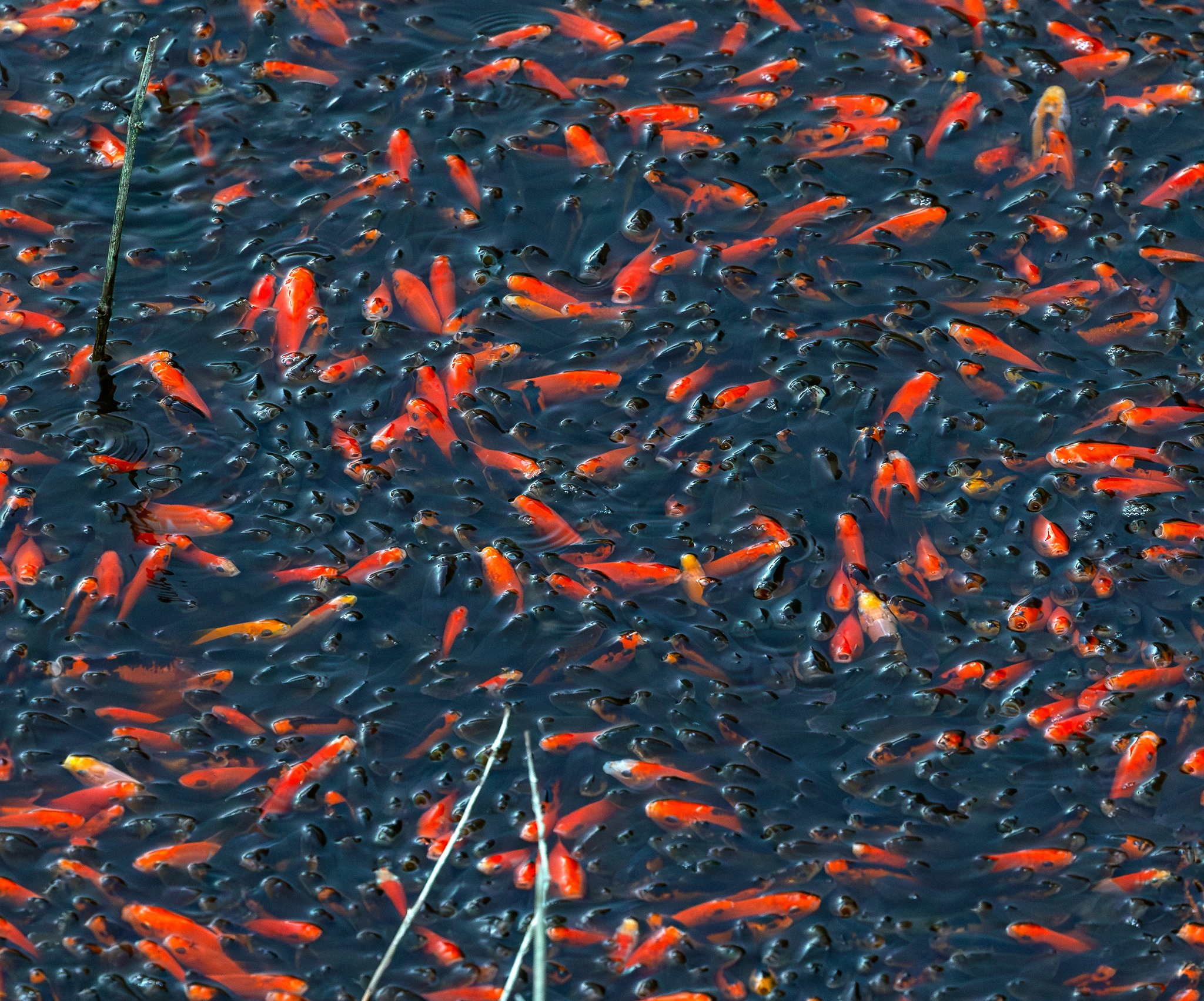 Na tisoče zlatih ribic v italijanskem jezeru