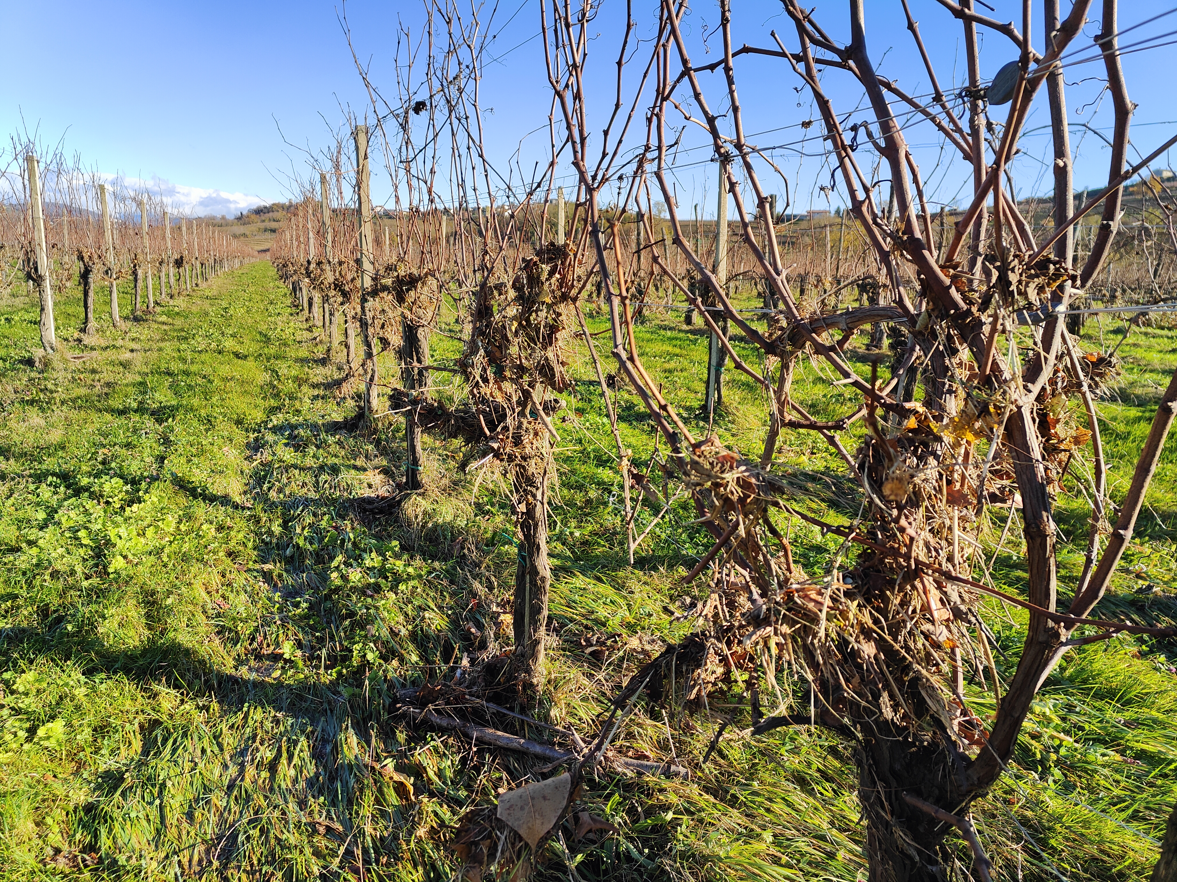 Trte, ki jih je uničila reka Reka.