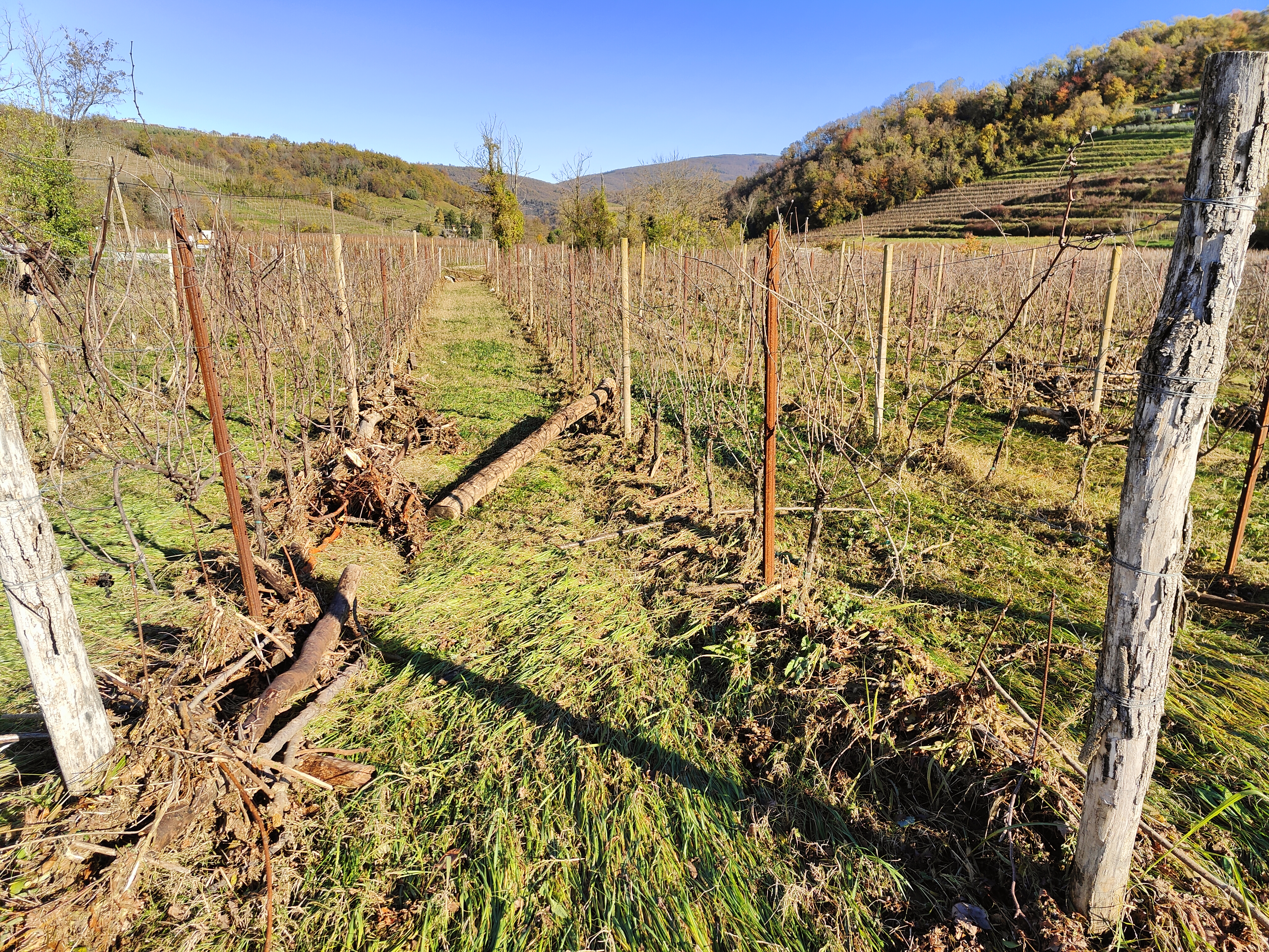 Navlaka, ki jo je v vinograd nanesel Kožbanjšček.