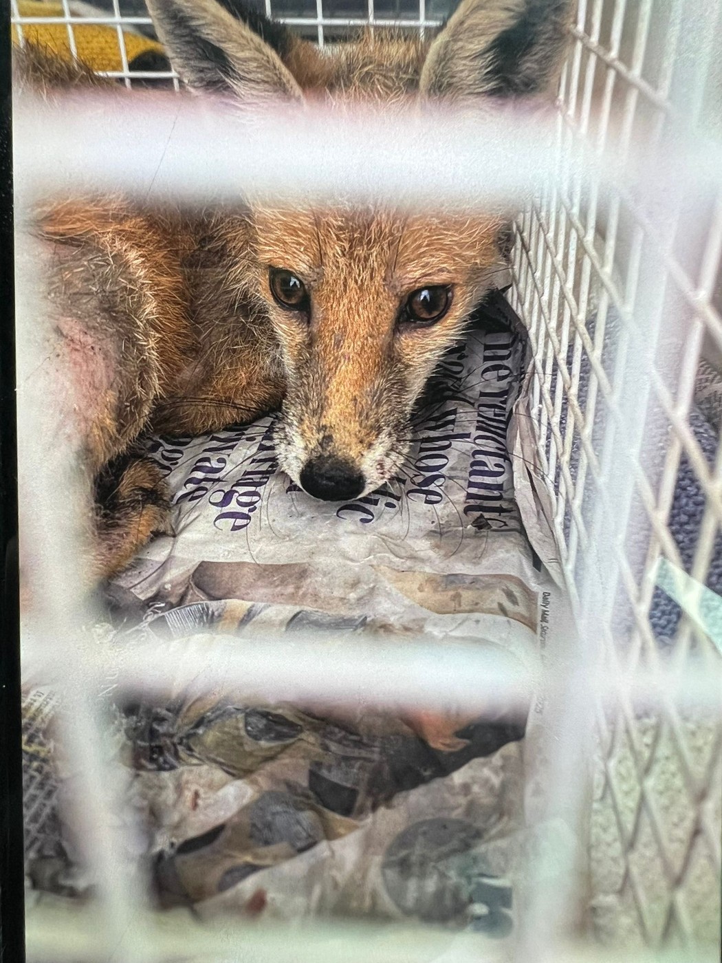 lisica ujeta v vozilu