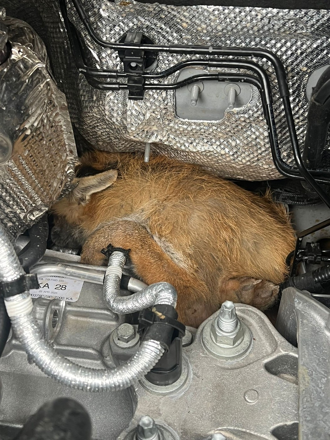 lisica ujeta v motorju vozila