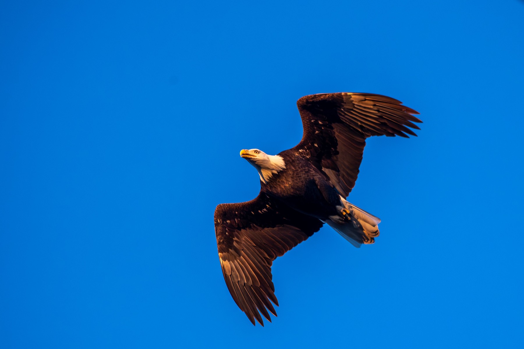 ameriški beloglavi orel