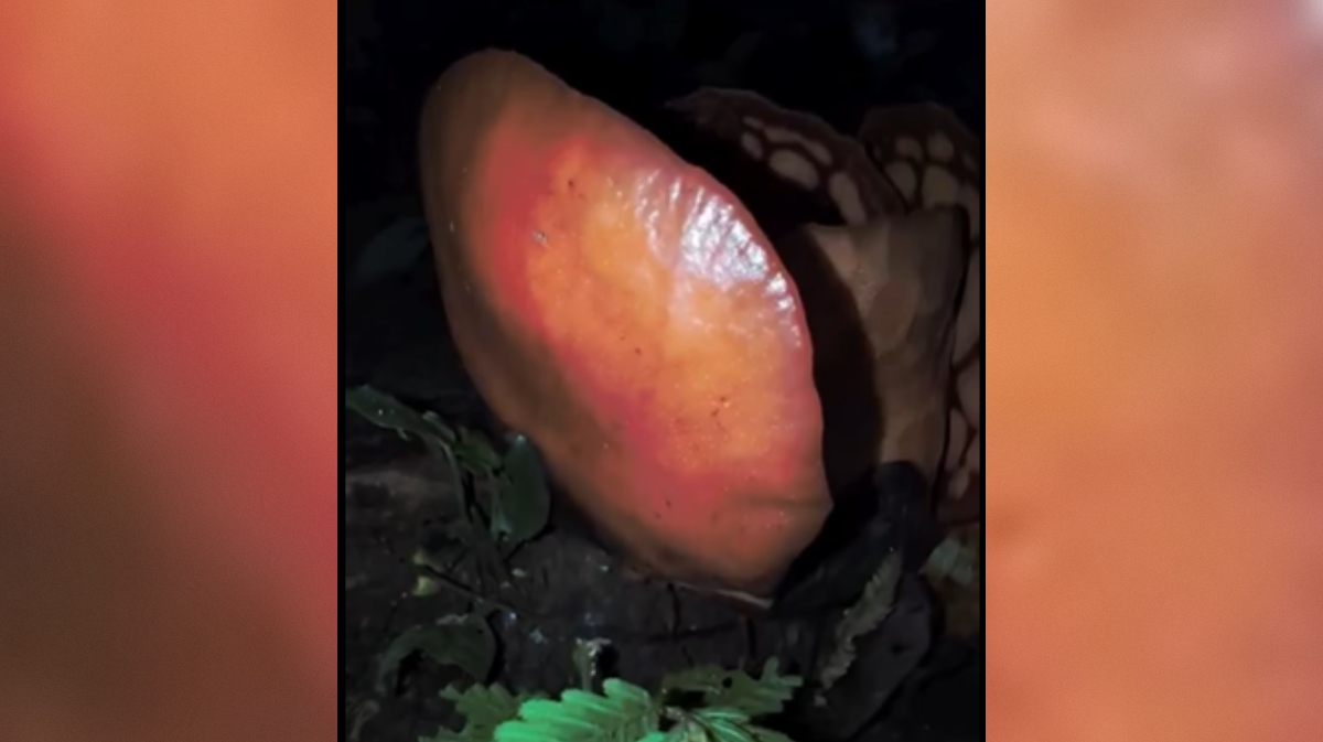 največji cvet na svetu