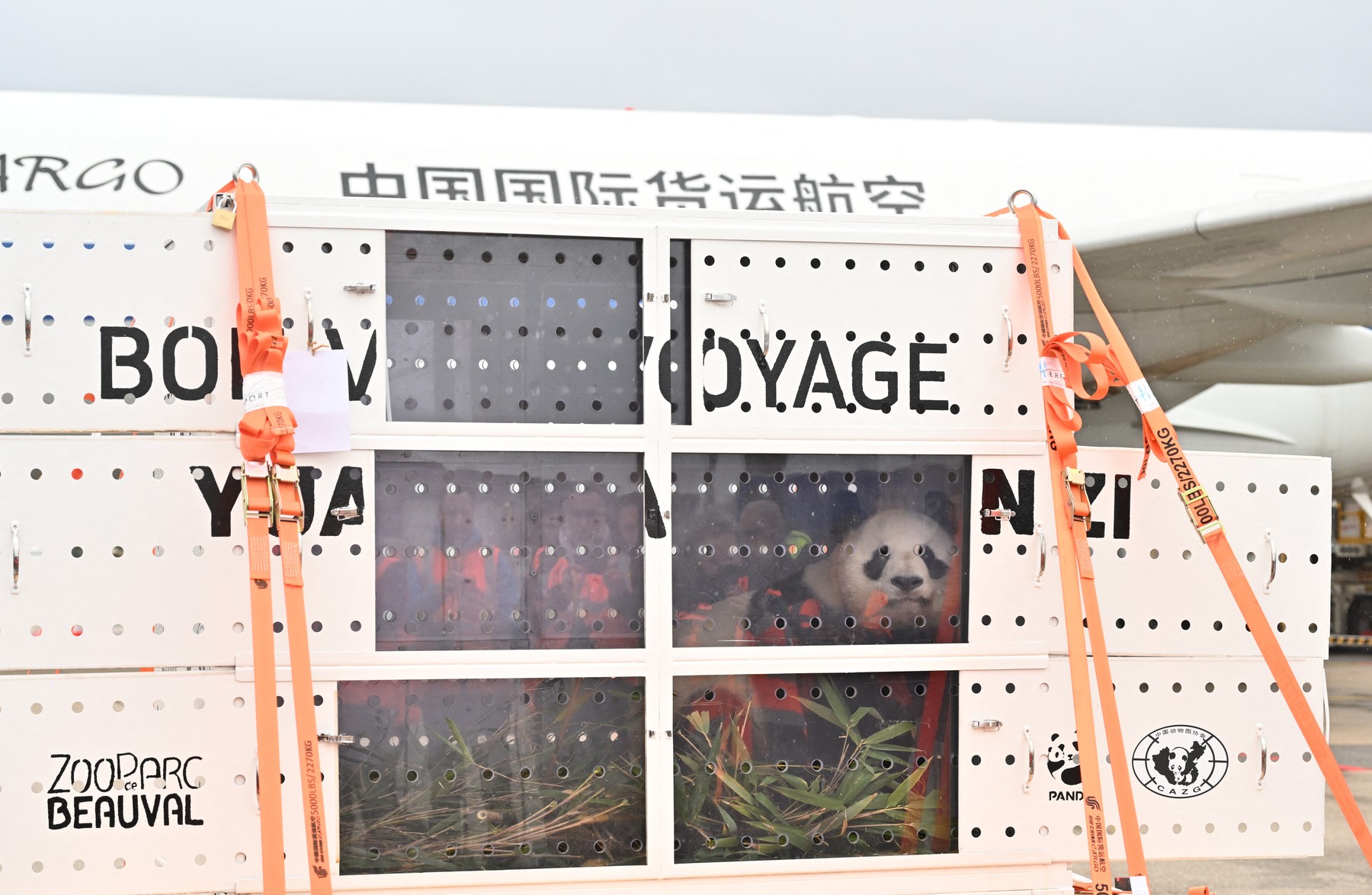 Pandi Huan Huan in Yuan Zi