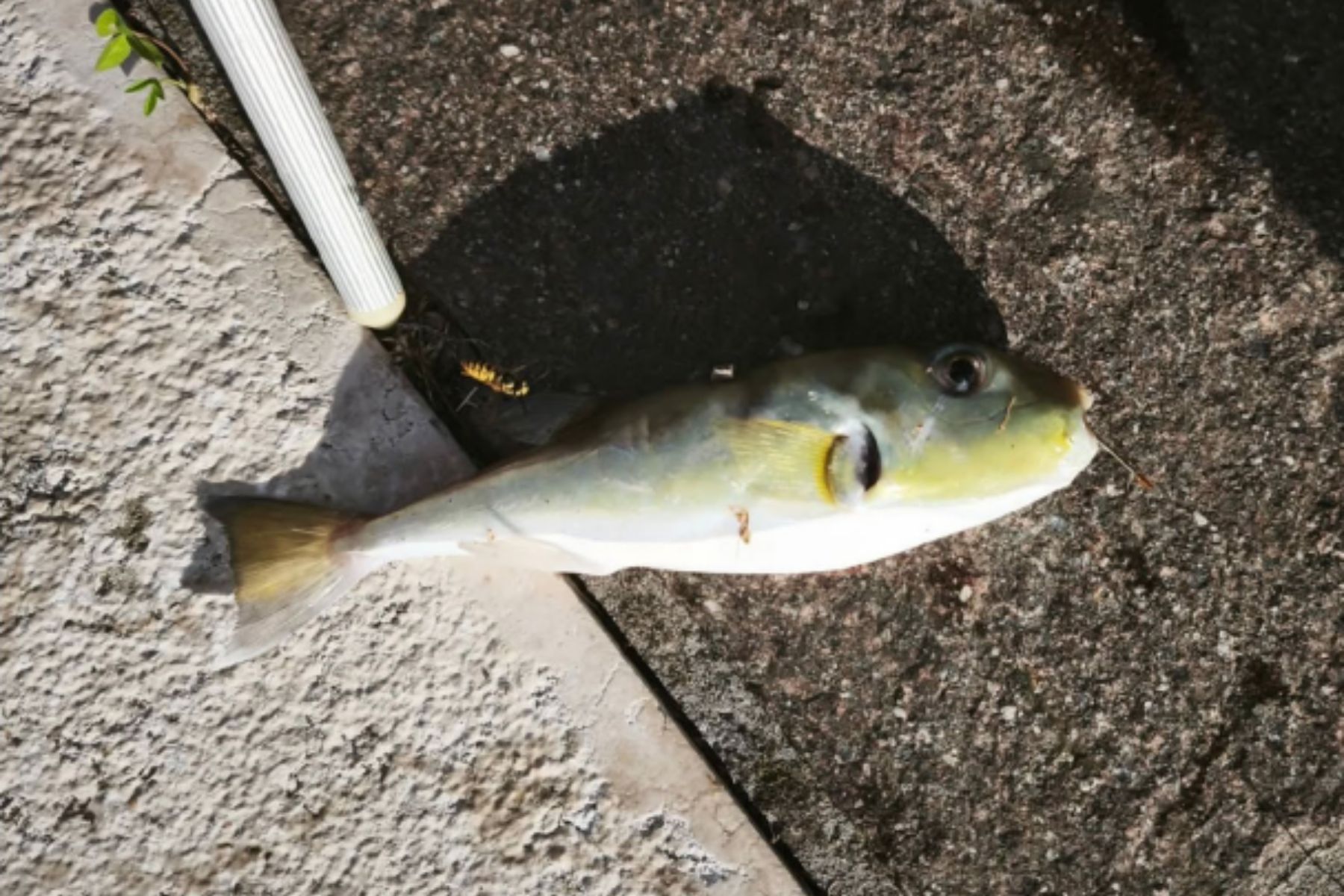 Najdena riba napihovalka v Beneški laguni