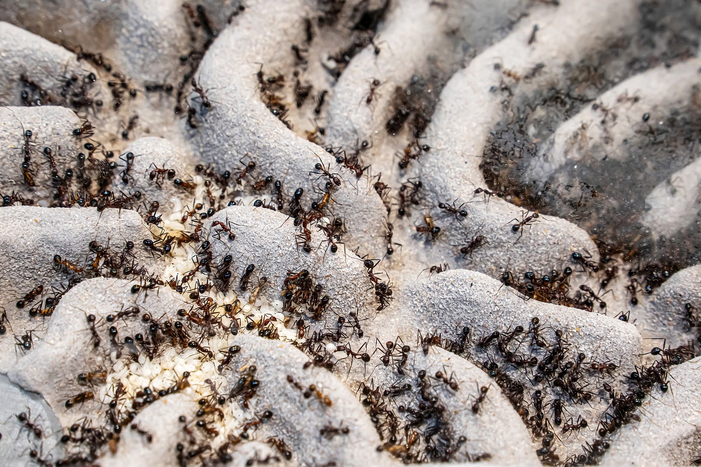 kolonija mravelj mravljišče