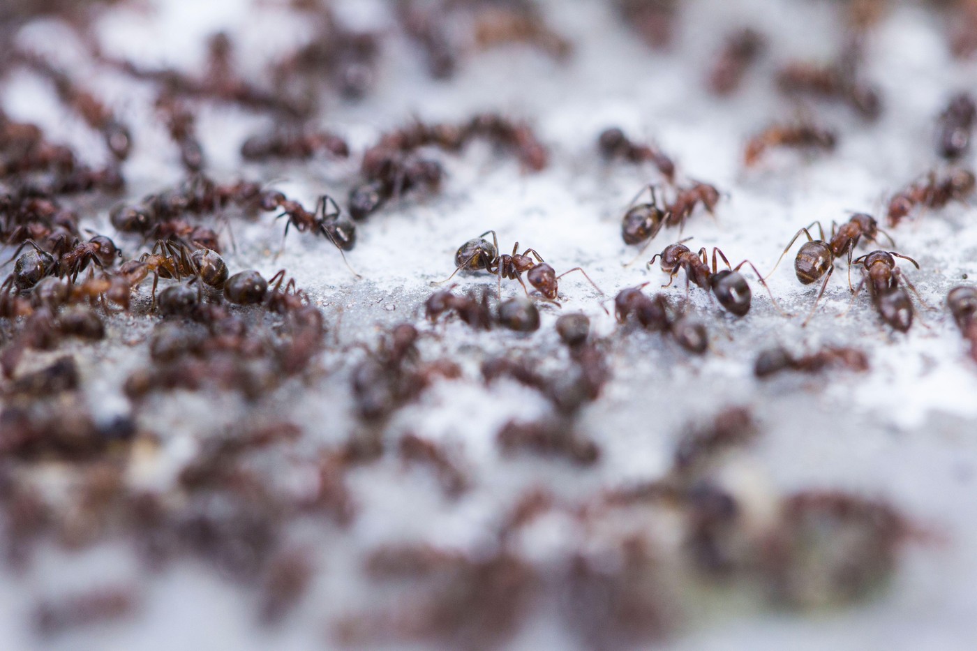 kolonija mravelj mravljišče