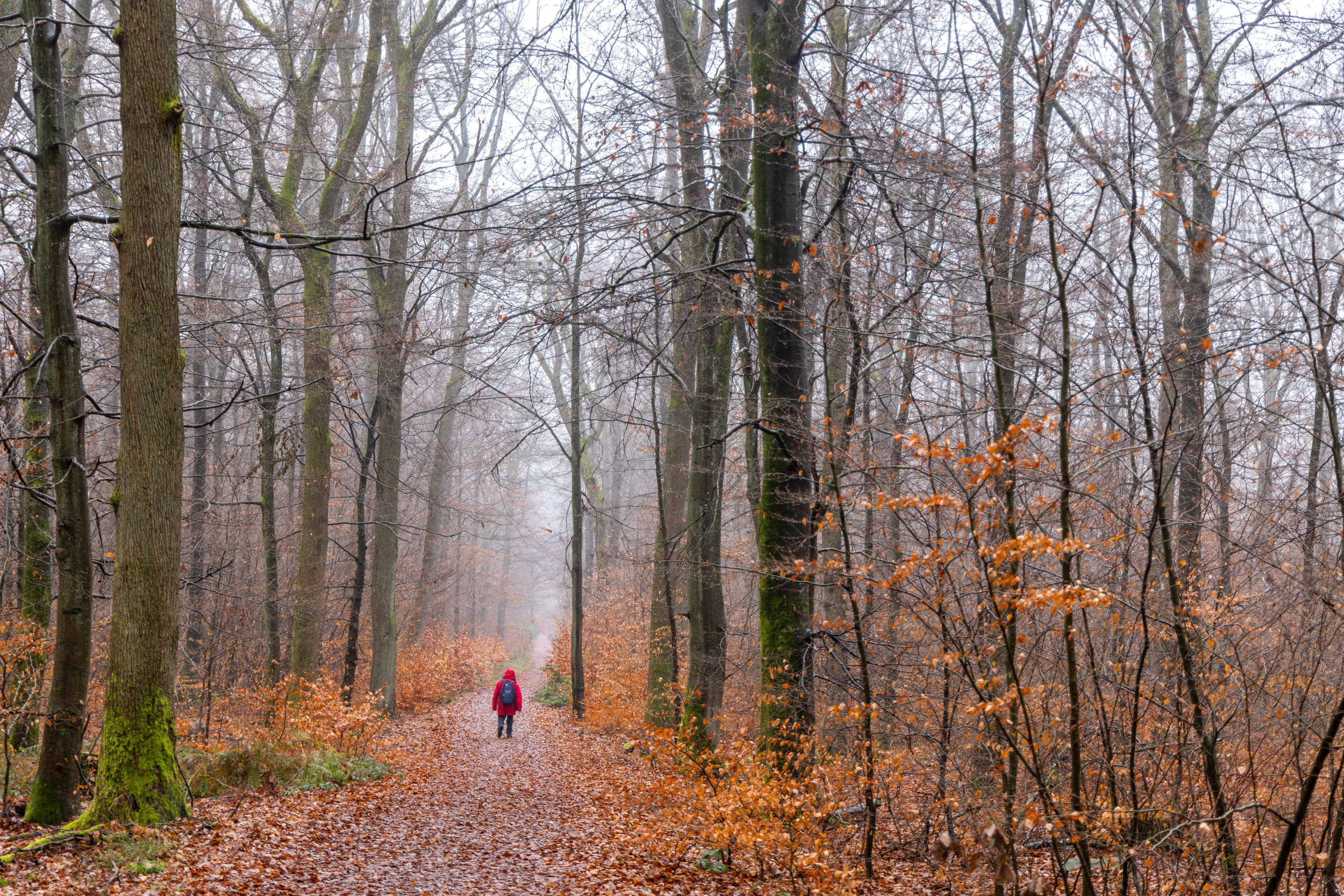 oblačen novembrski dan v gozdu
