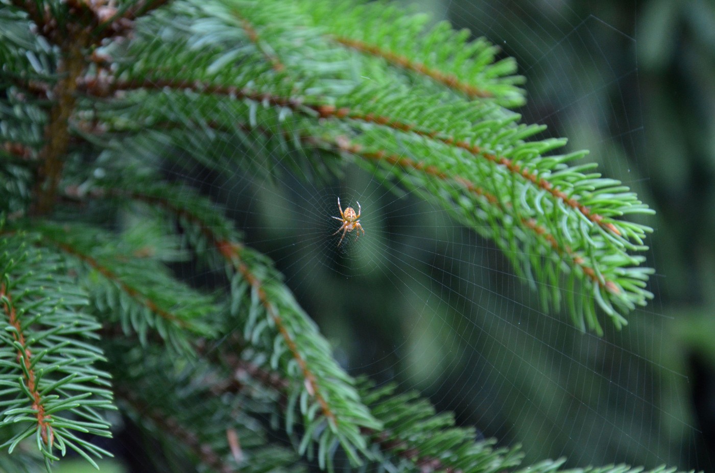 pajek v smreki