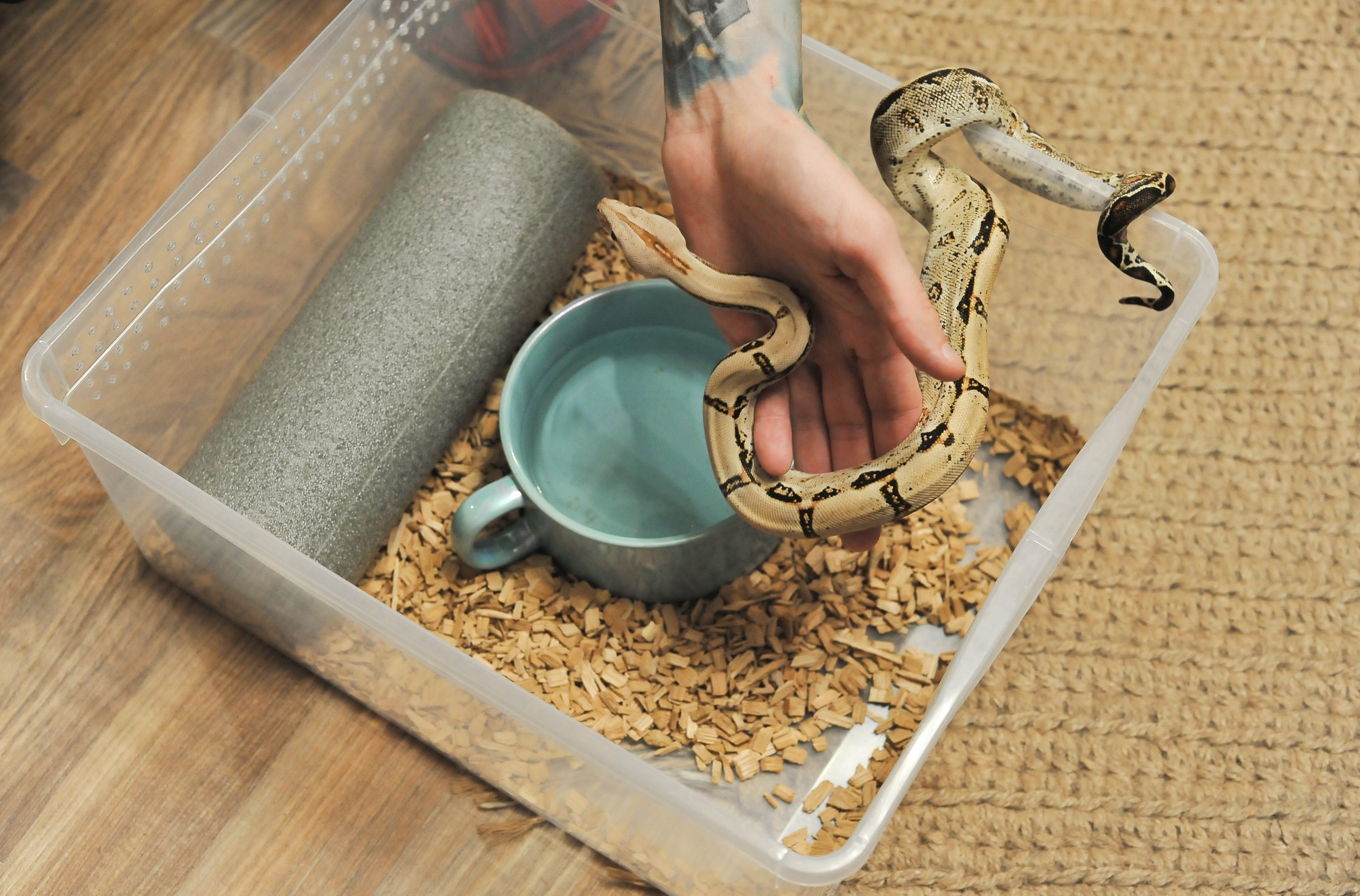 9063320 02.12.2025 A boa constrictor imperator is pictured in a home terrarium in Tambov, Russia.,Image: 1056209137, License: Rights-managed, Restrictions: Editors' note: THIS IMAGE IS PROVIDED BY RUSSIAN STATE-OWNED AGENCY SPUTNIK., Model Release: no