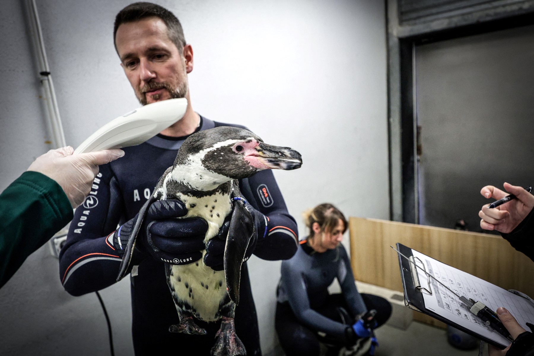 Cepljenje pingvinov v pariškem živalskem vrtu Vincennes