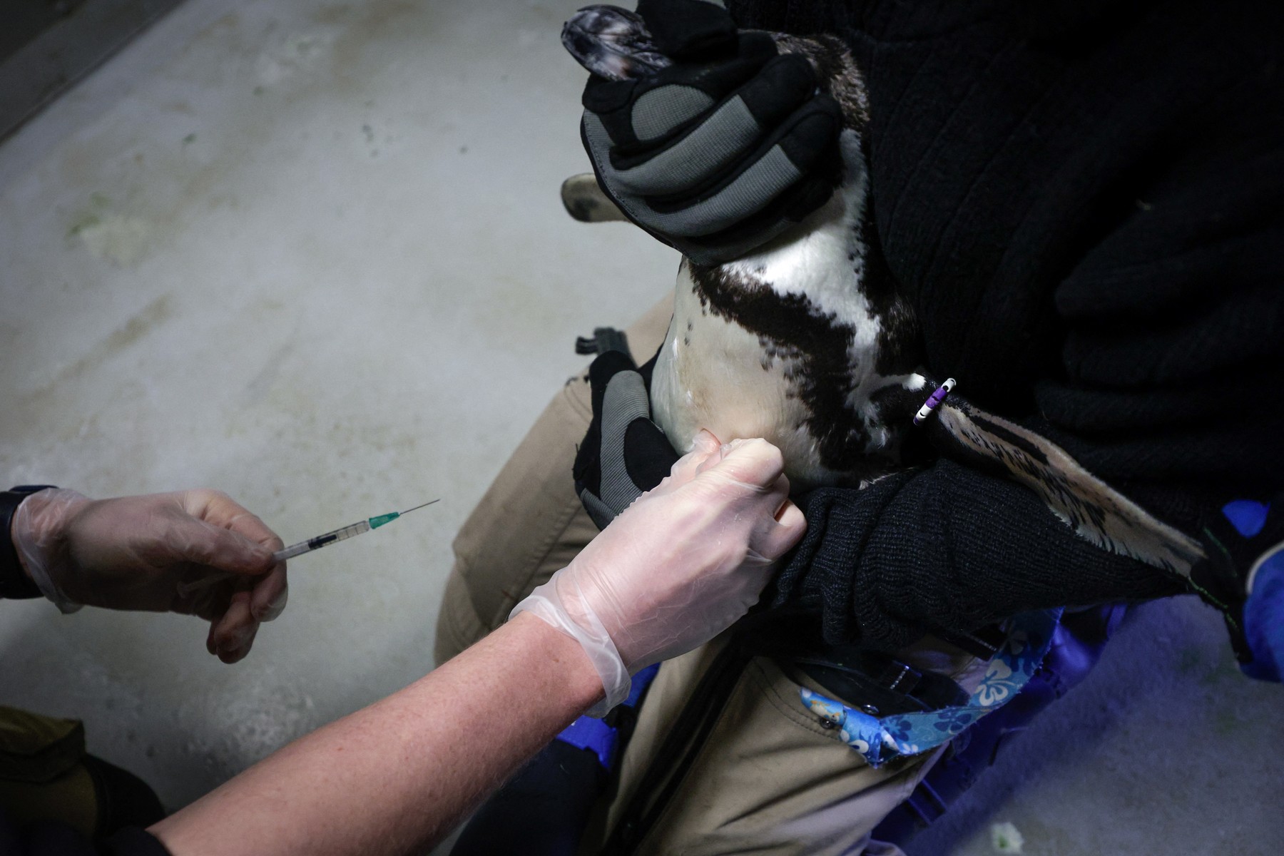 Cepljenje pingvinov v pariškem živalskem vrtu Vincennes