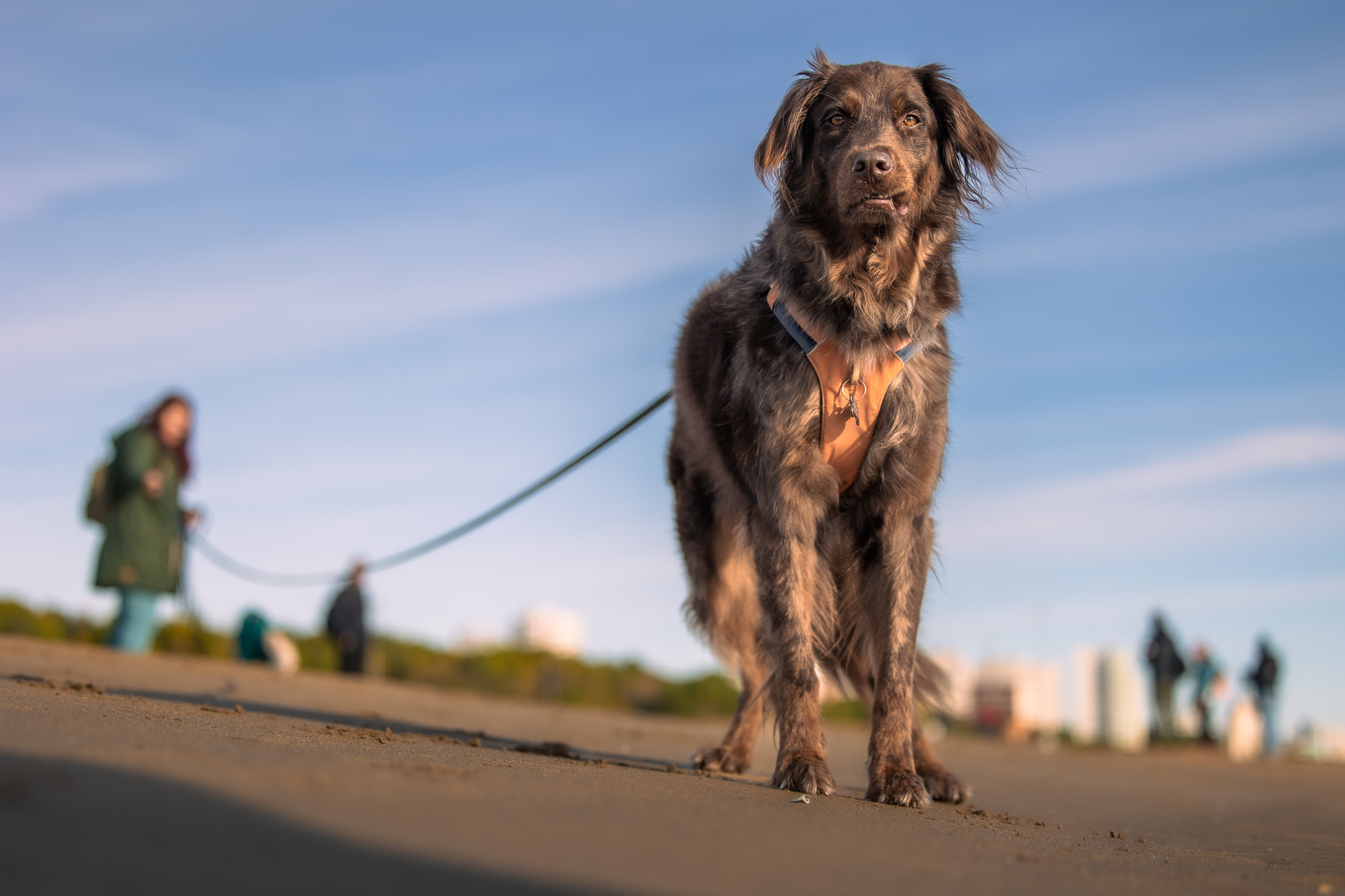 Pes na daljšem povodcu