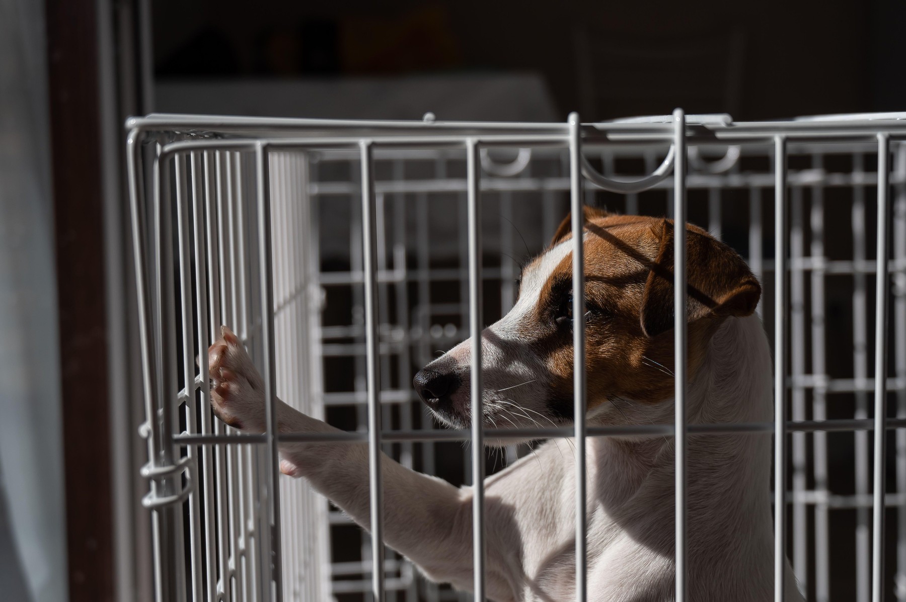 Pes v kletki