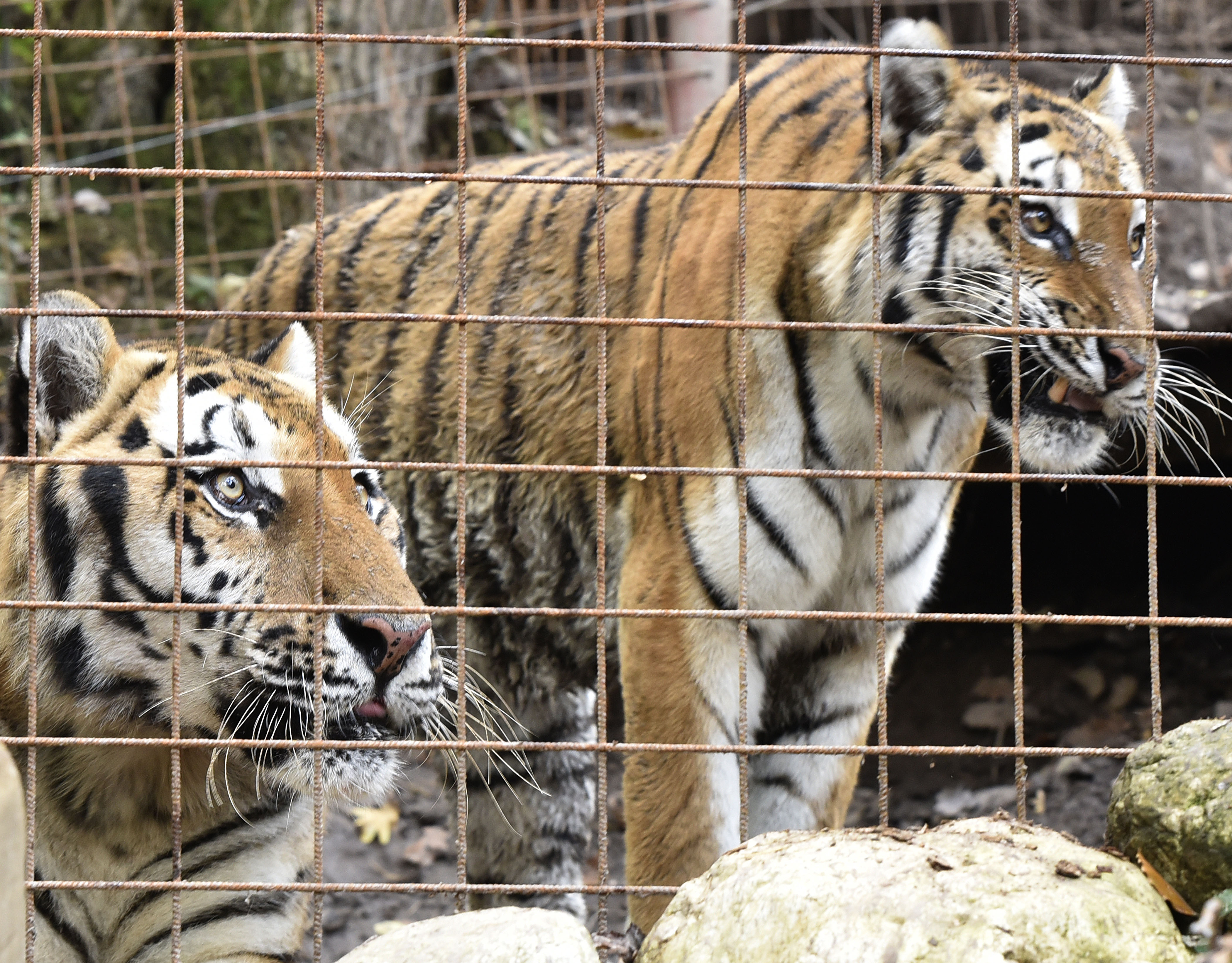 Slovenija, Vrzdenec, 12.10.2019, 12. oktoberl 2019 Zoo park Rozman, zivalski vrt, zavetisce za zavrzene in od vseh pozabljene divje živali, Tigri Katja, Rambo, Wotan, medved, tiger, hranjenje, nosati medved, himalajski tar, beli volk, totemFoto: BOBO