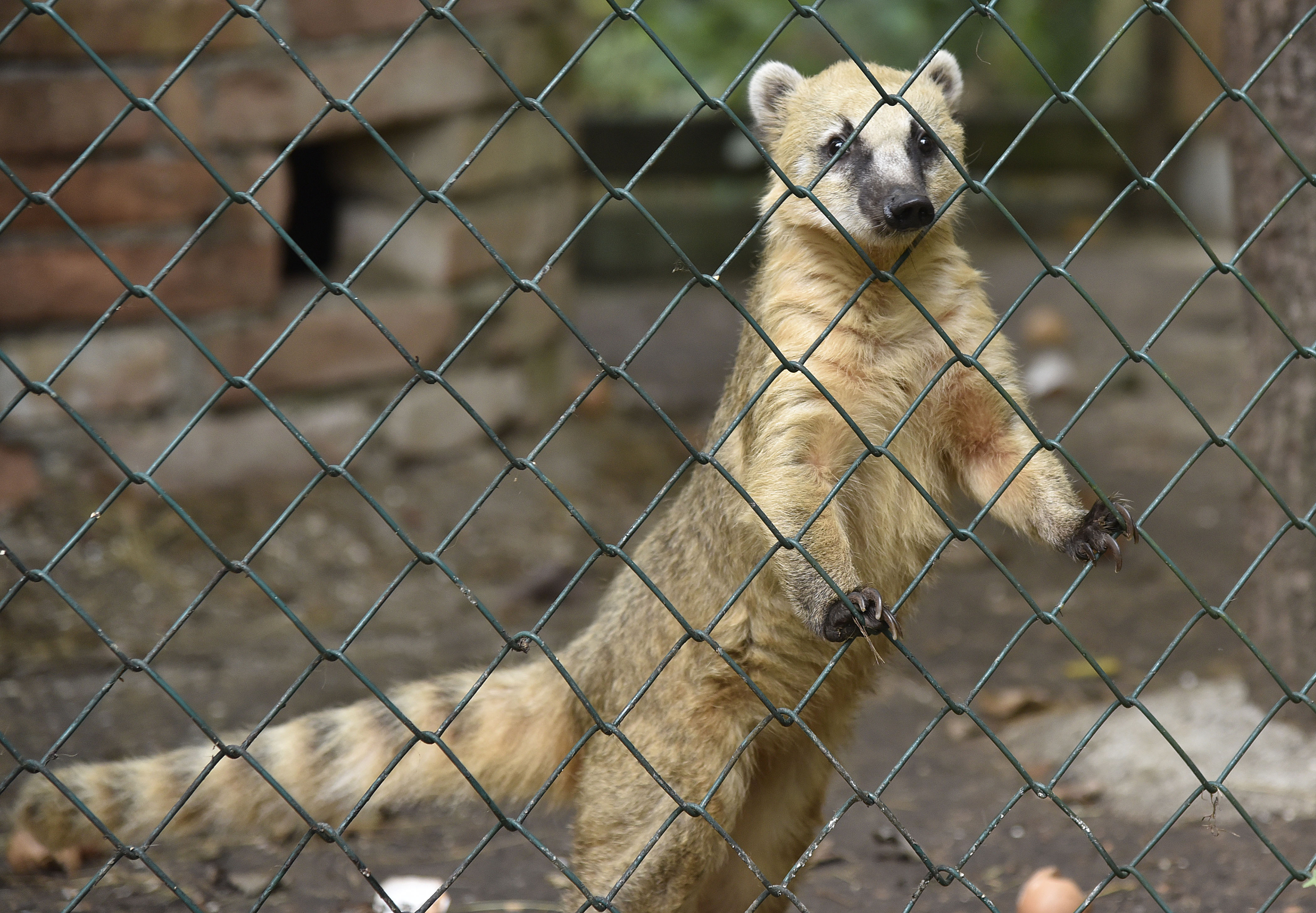 Slovenija, Vrzdenec, 12.10.2019, 12. oktoberl 2019 Zoo park Rozman, zivalski vrt, zavetisce za zavrzene in od vseh pozabljene divje živali, Tigri Katja, Rambo, Wotan, medved, tiger, hranjenje, nosati medved, himalajski tar, beli volk, totemFoto: BOBO