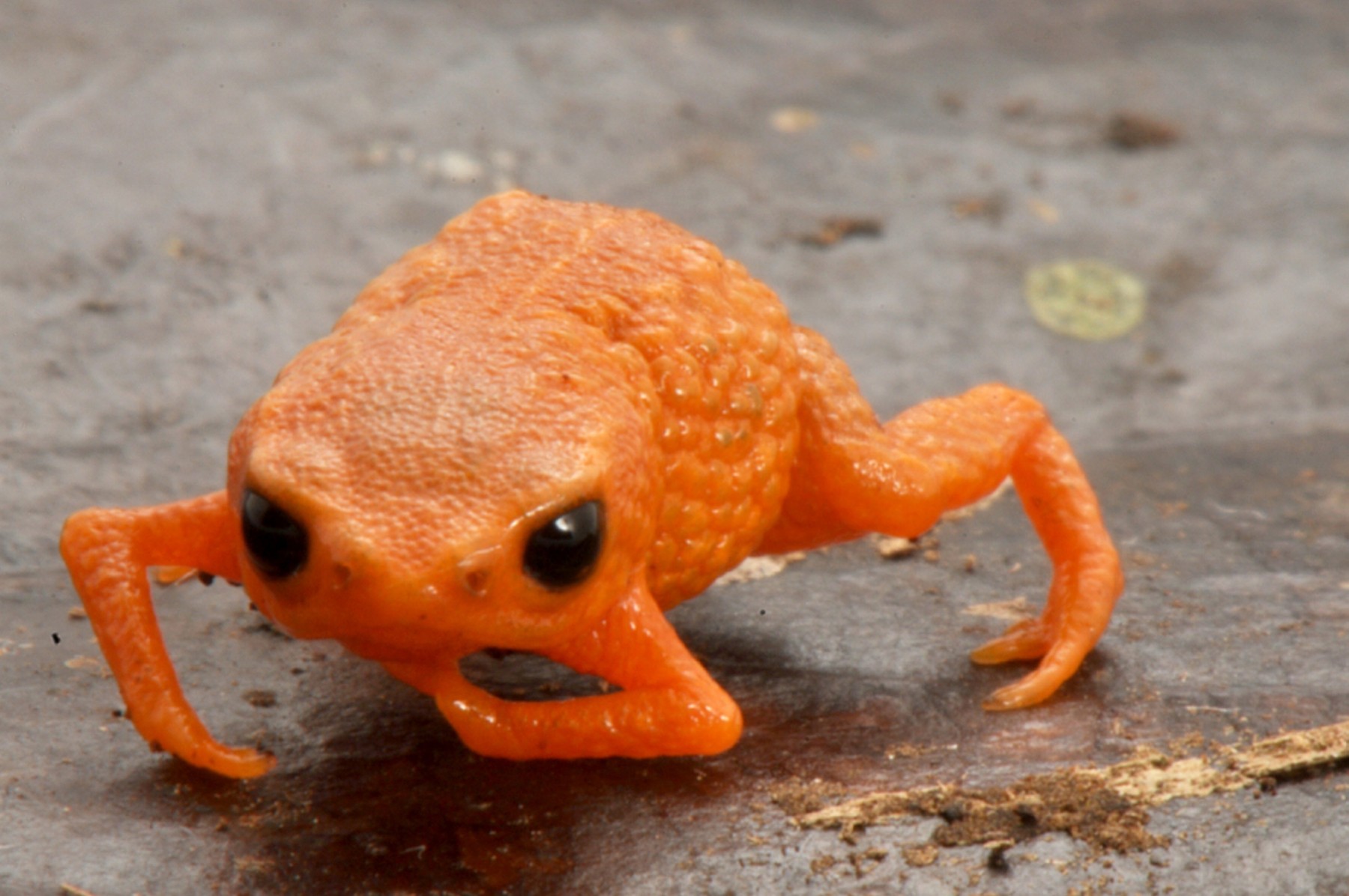 V Braziliji so odkrili novo vrsto krastače