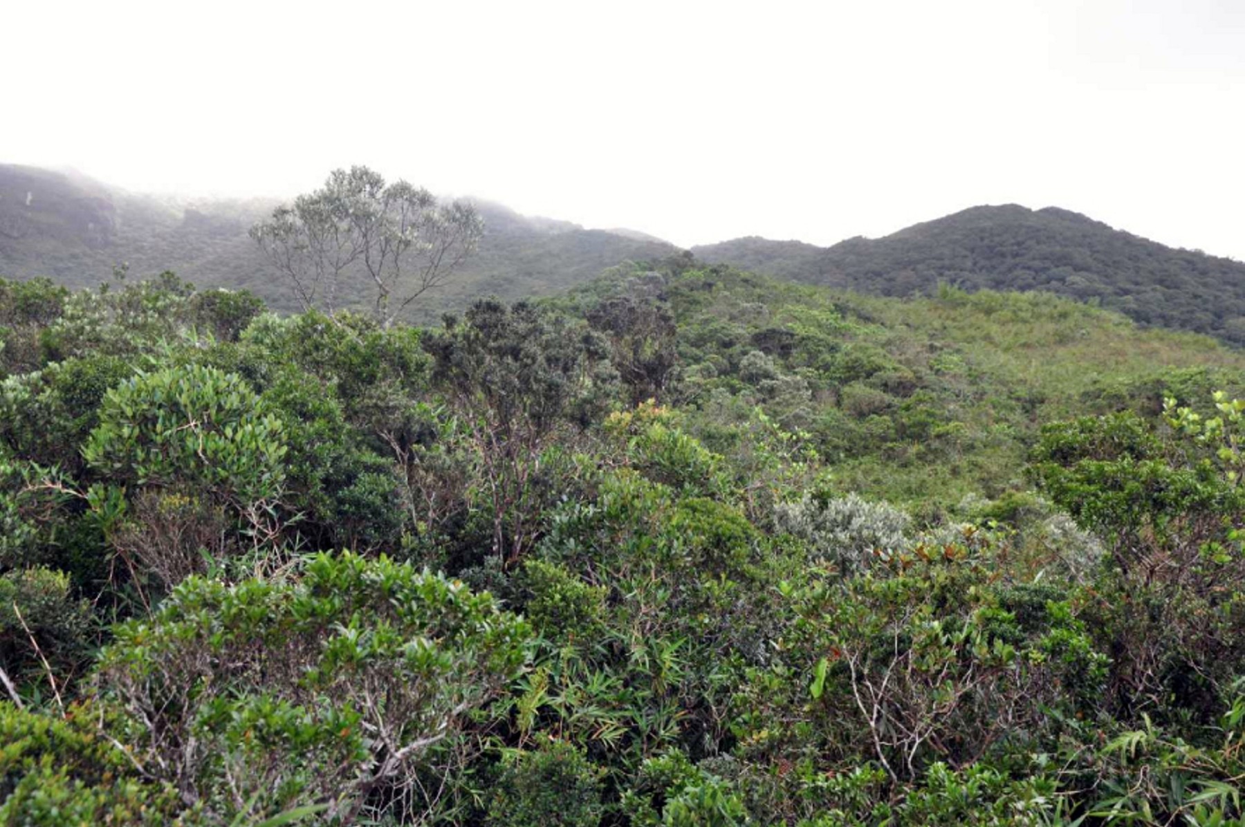 Gorovje Serra do Quiriri v Braziliji