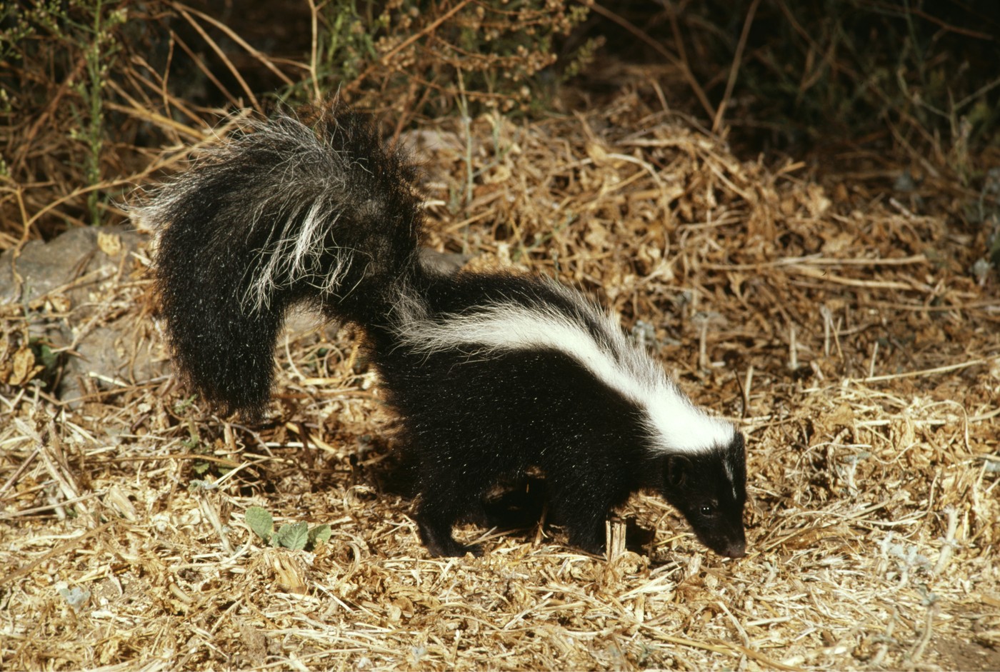 skunk