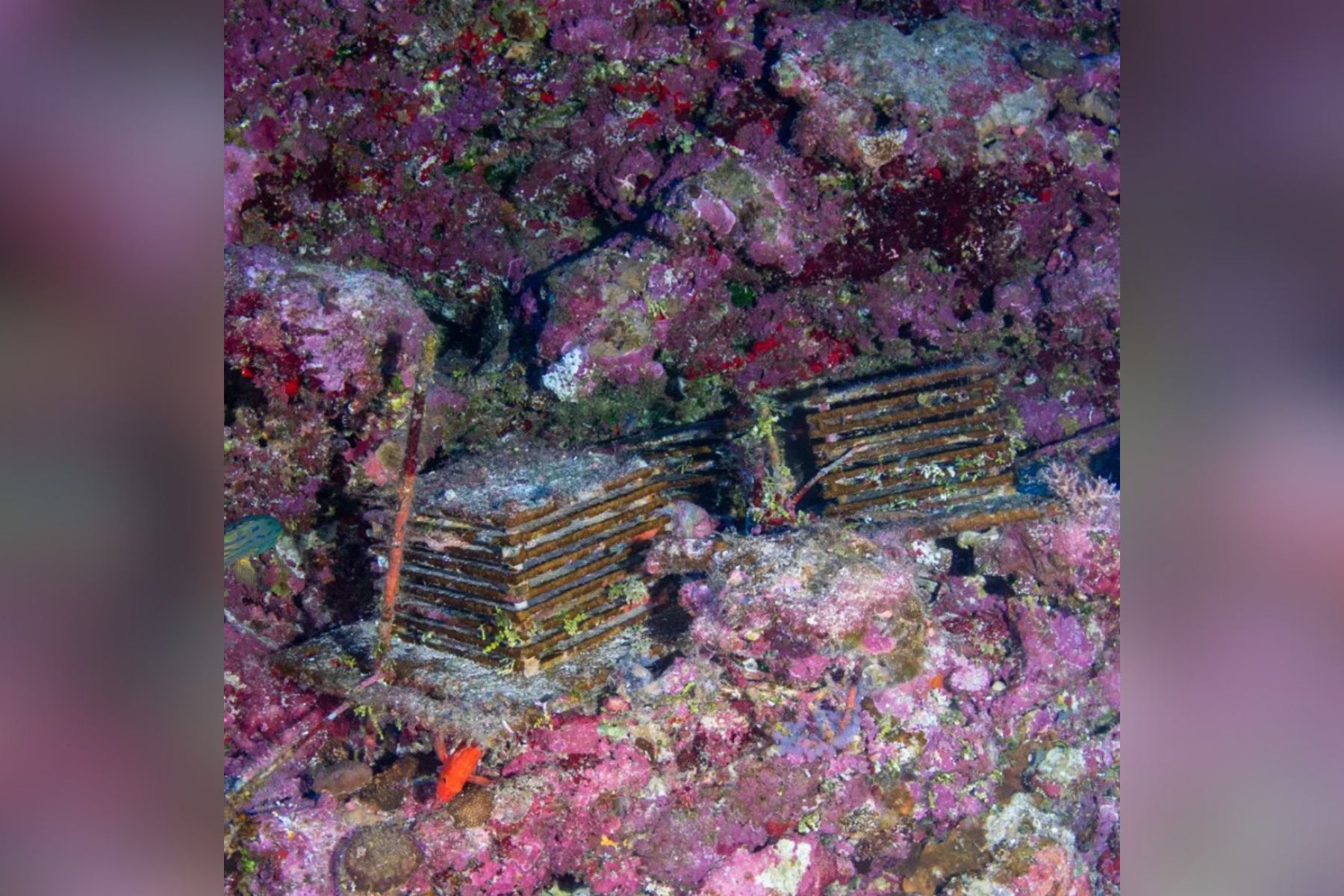 Potapljači so v Tihem oceanu odkrili nove vrste živali