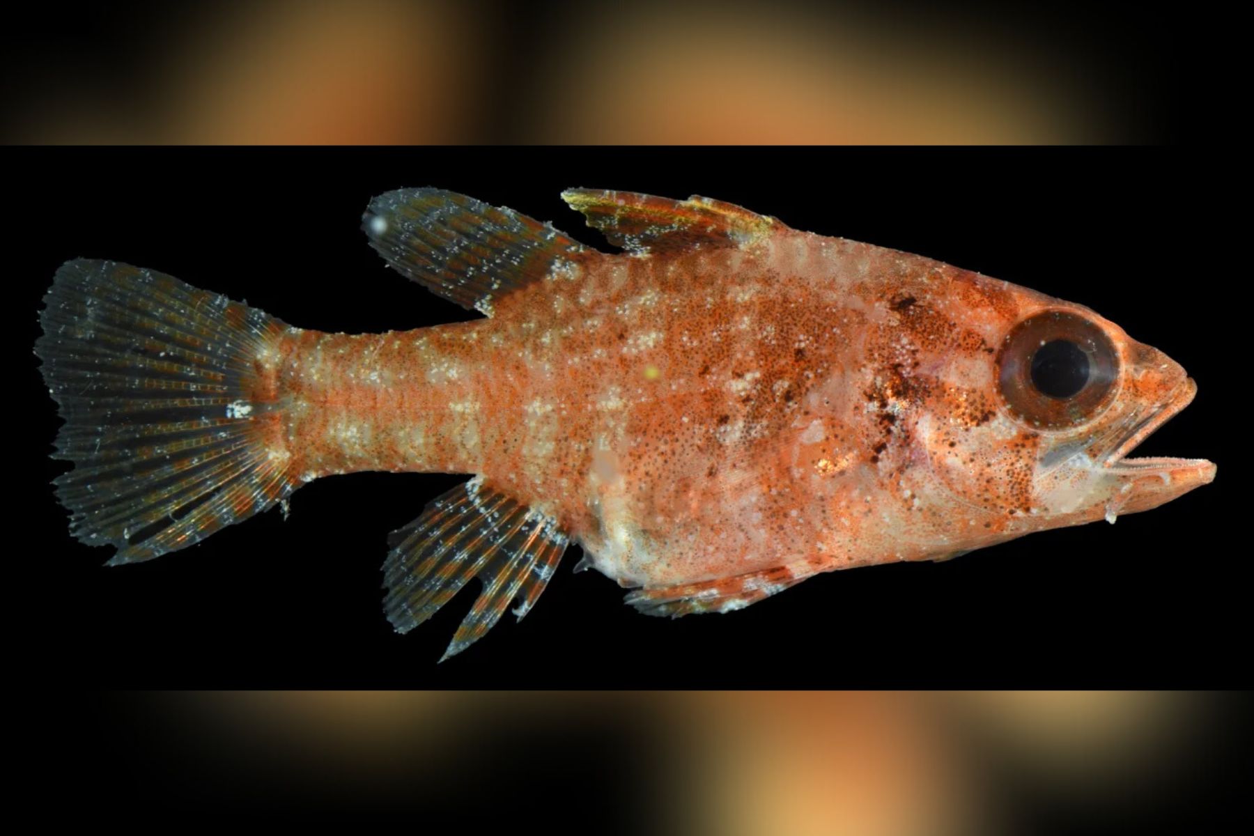 Potapljači so v Tihem oceanu odkrili nove vrste živali