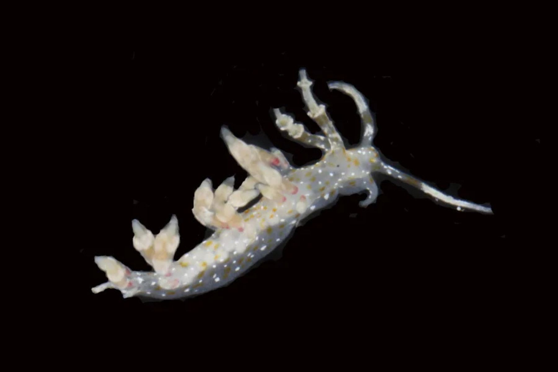 Potapljači so v Tihem oceanu odkrili nove vrste živali