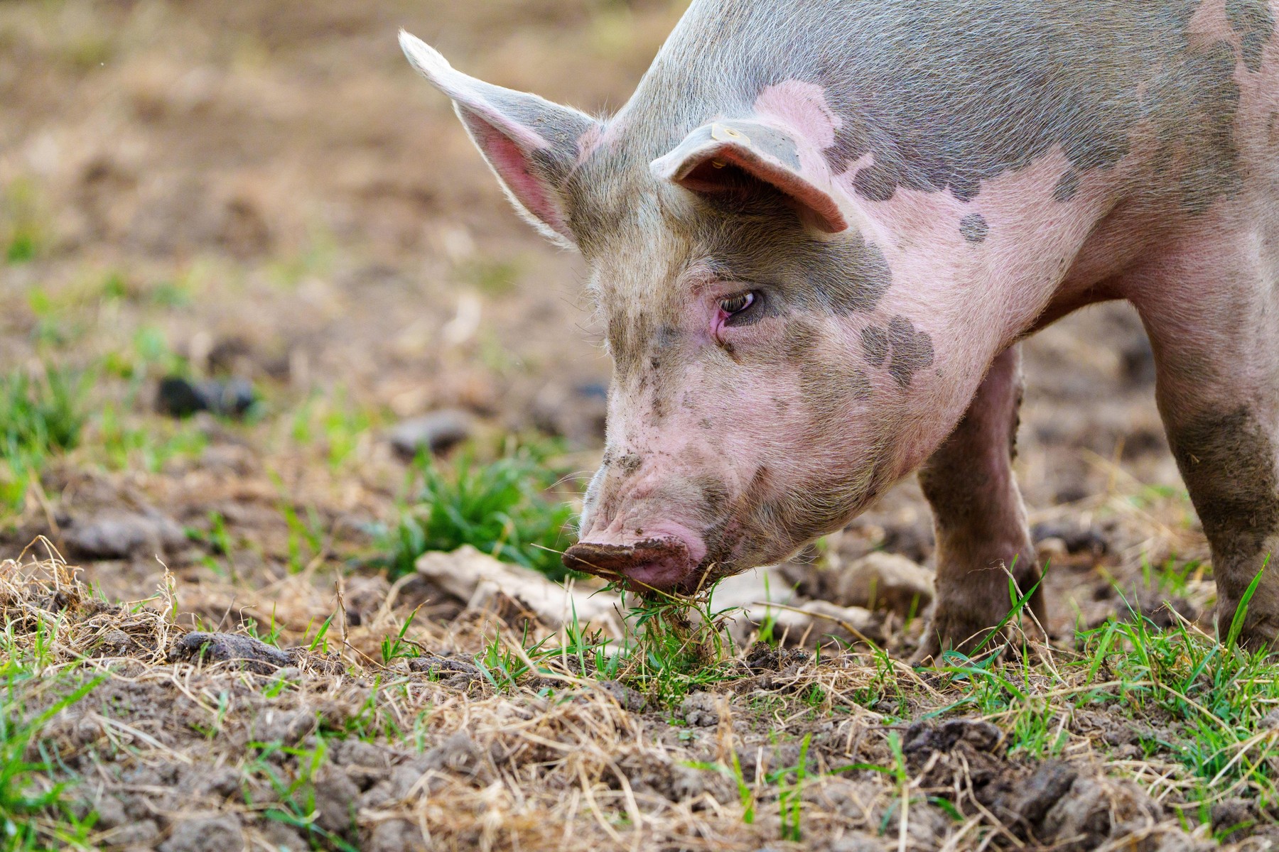 Prašič išče hrano