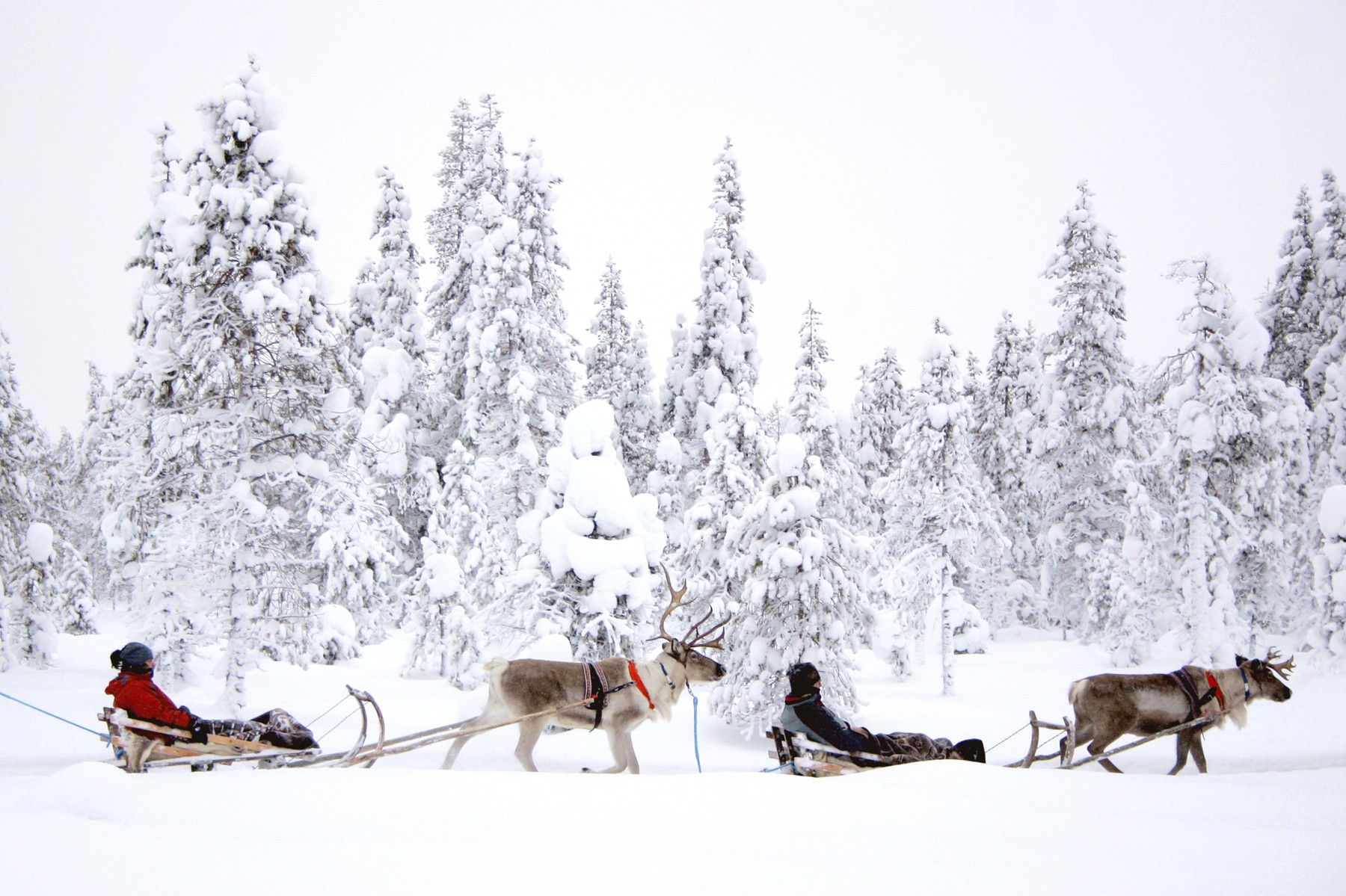 Severni jelen vleče sani