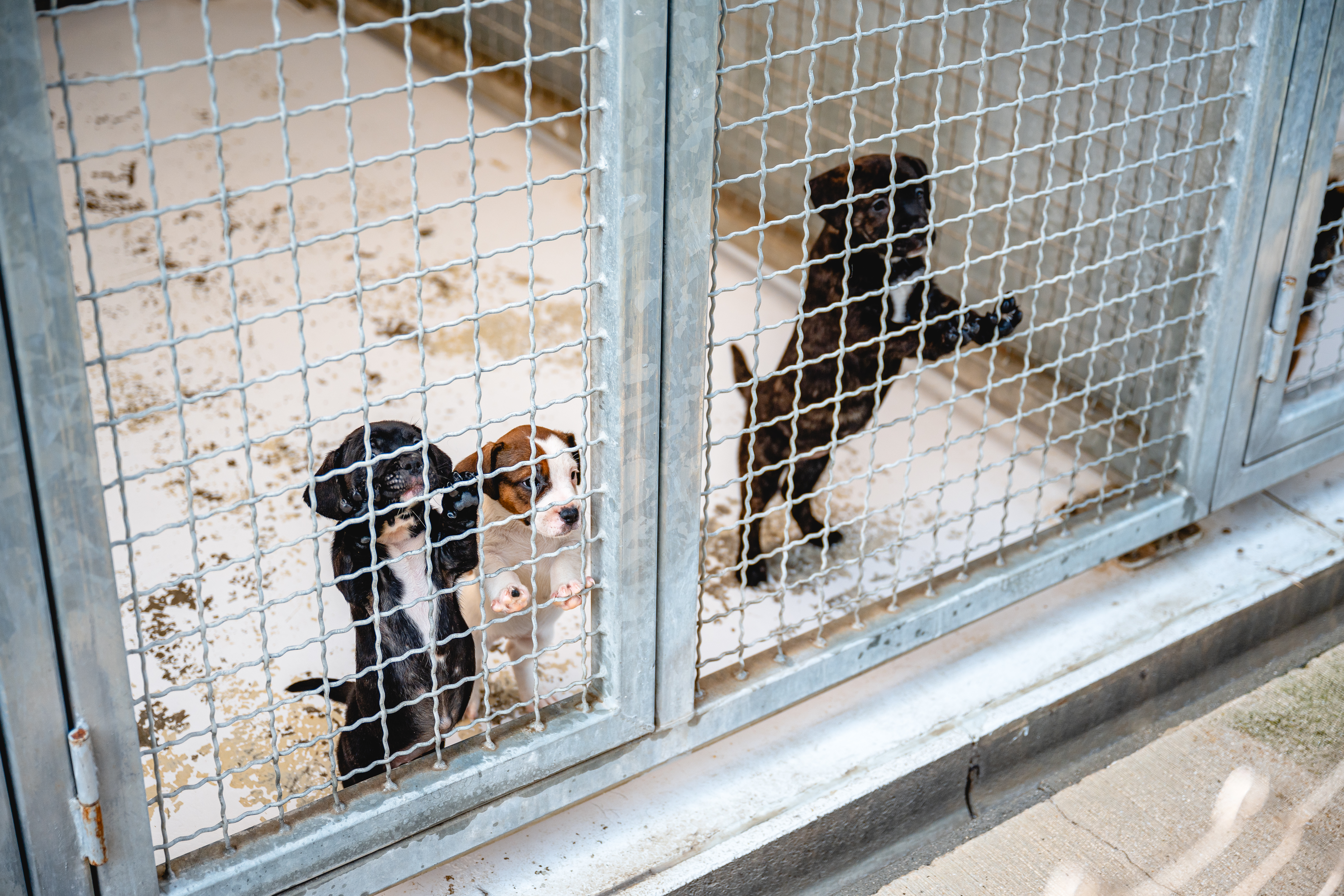 Zavetišče za živali Maribor