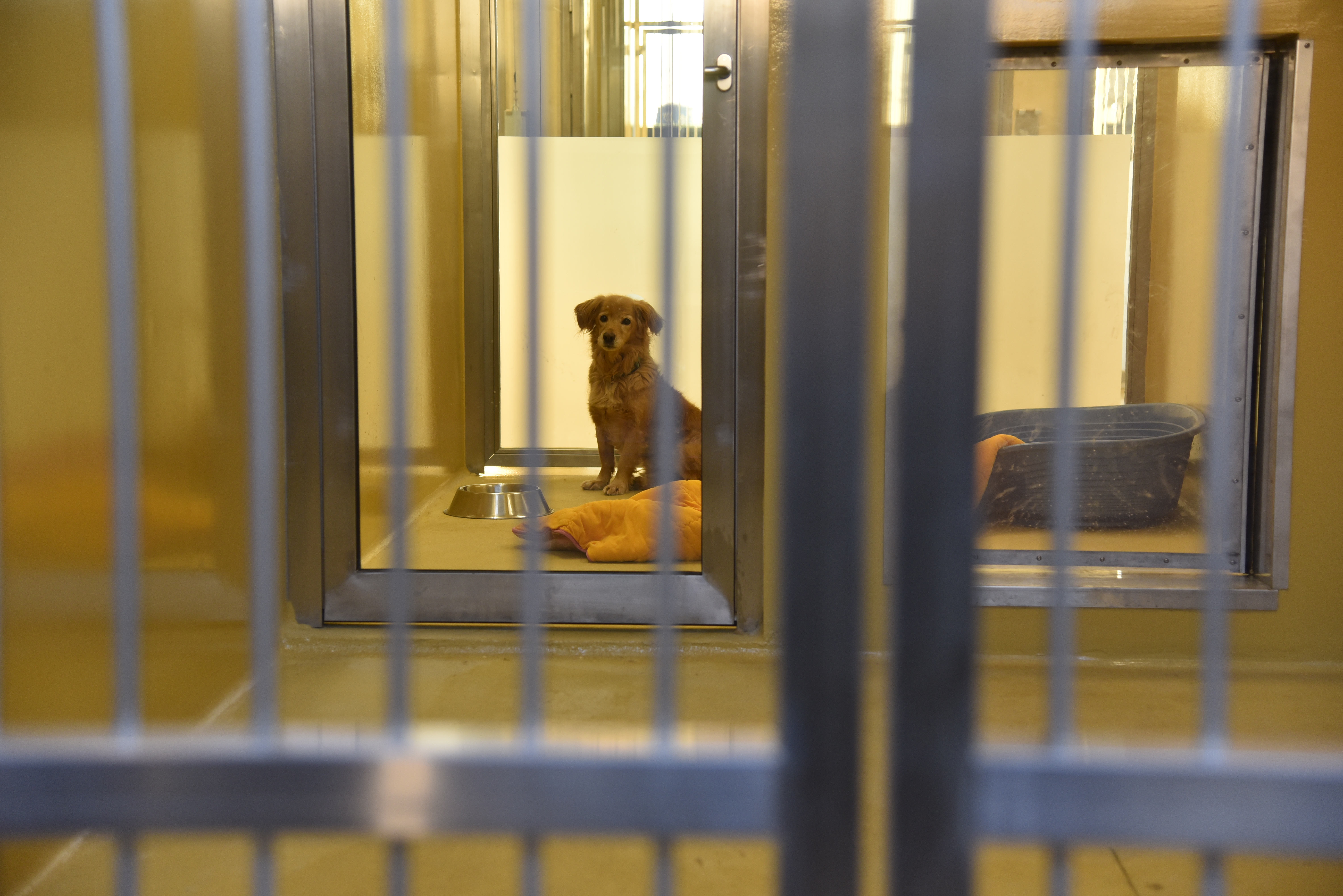 Zavetišče za zapuščene živali Ljubljana